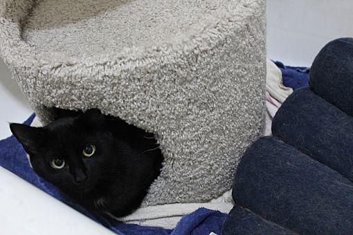 Enlarge Buster Bonded with Ray Ray, a Adoptable Domestic Short Hair in Macedonia, OH image 2/3