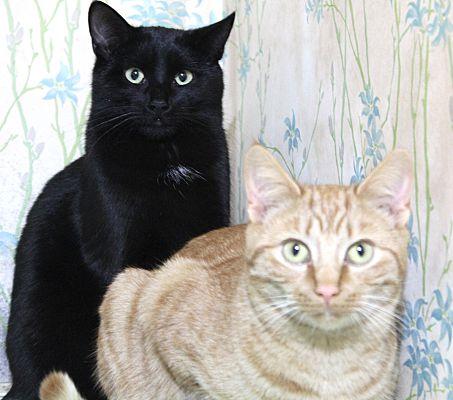 Enlarge Buster Bonded with Ray Ray, a Adoptable Domestic Short Hair in Macedonia, OH image 3/3