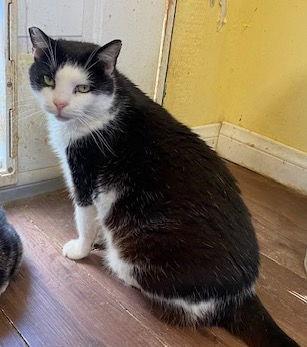 Enlarge Vito, a Adoptable Domestic Short Hair in Escondido, CA image 1/3