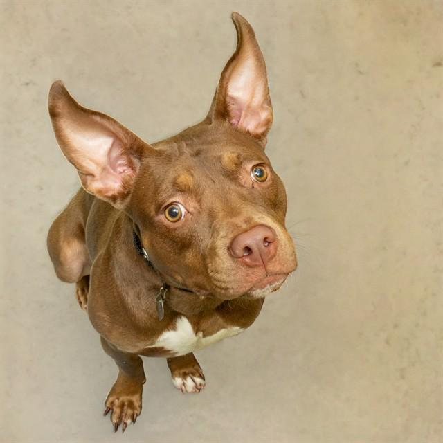 NICO, Adoptable, Young Male Pit Bull Terrier & Mixed Breed.