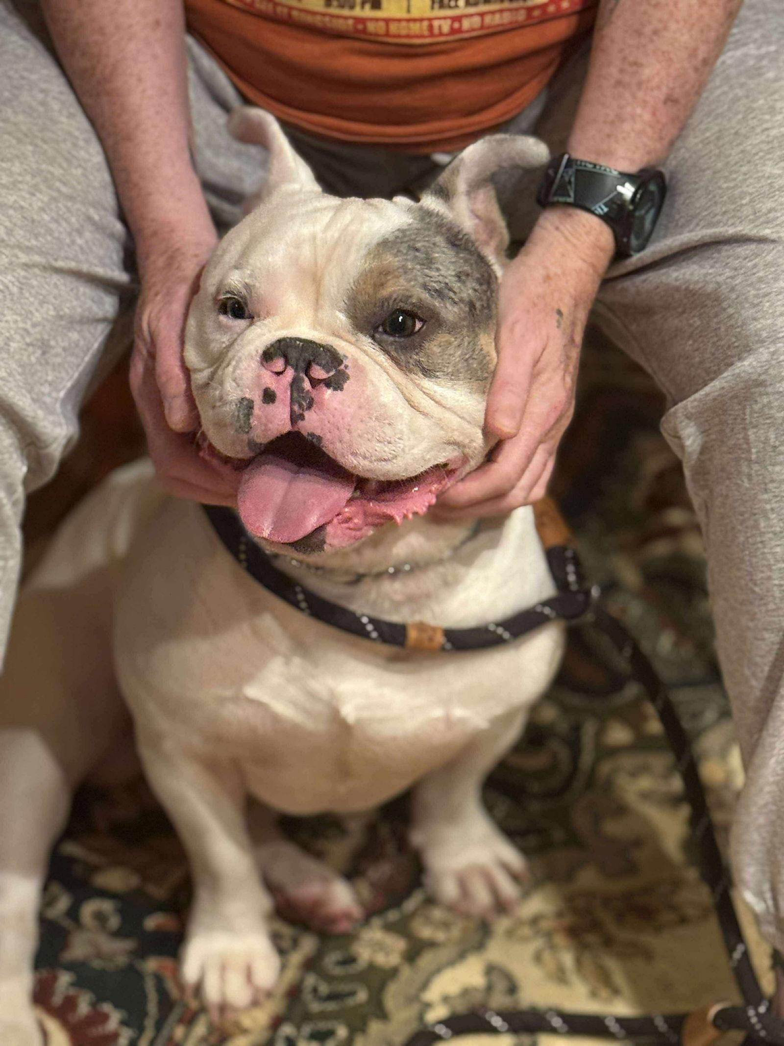 Stitch, Adoptable, Young Male English Bulldog & French Bulldog.