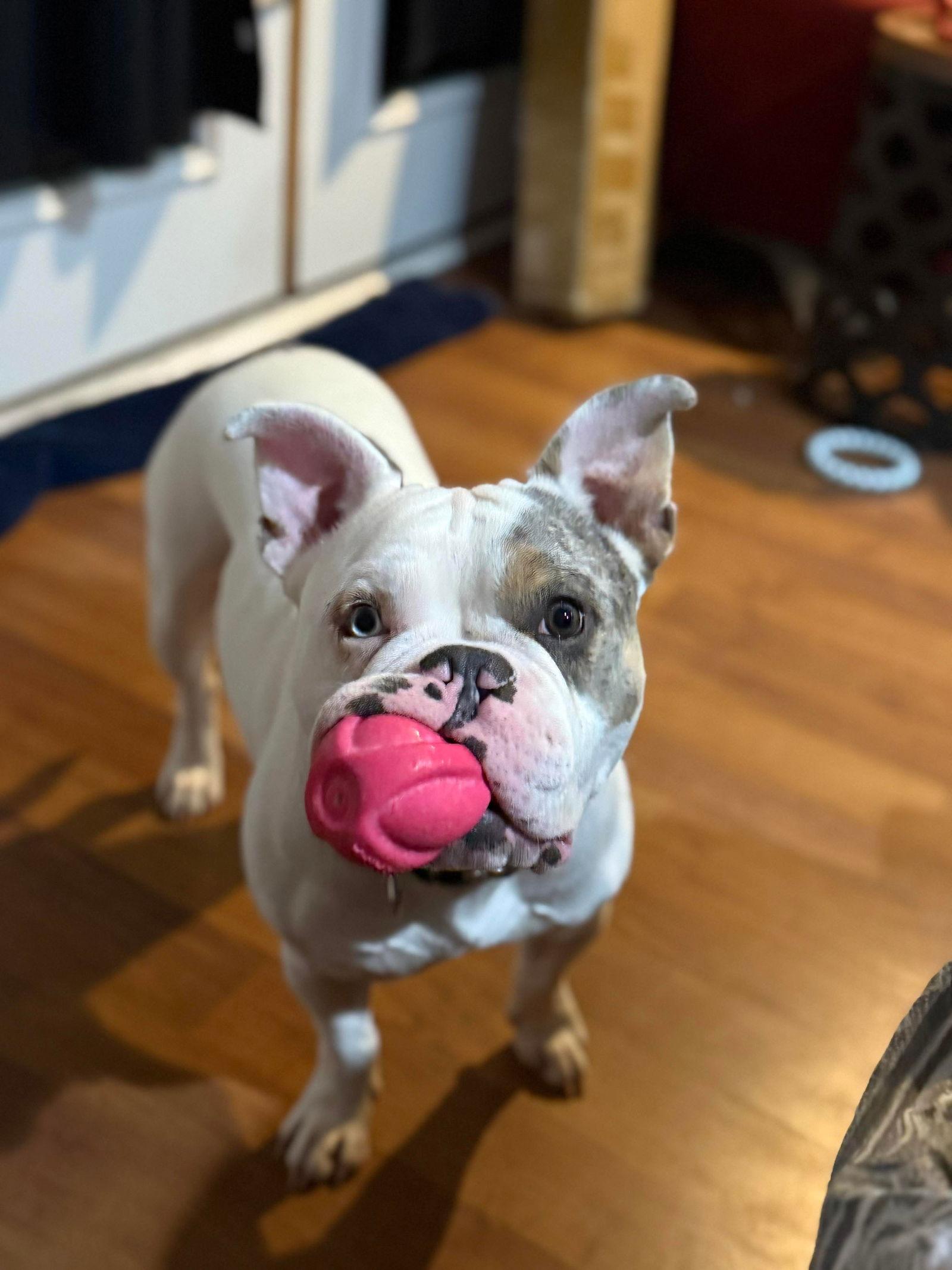 Enlarge Stitch, a Adoptable mixed breed in Hawkestone, ON image 2/3