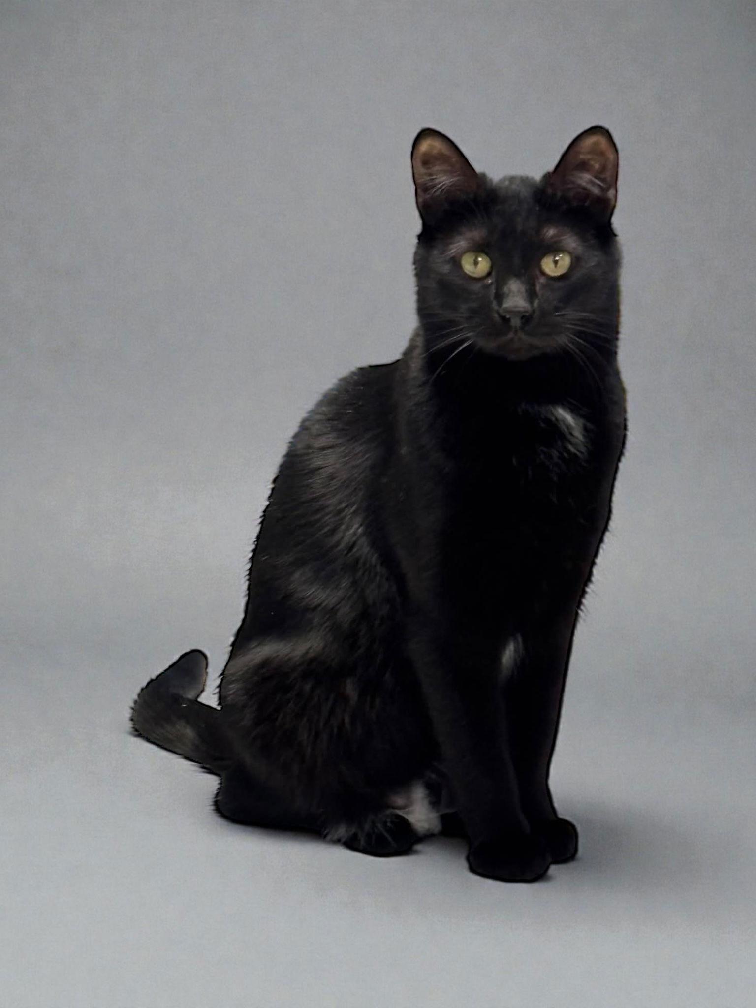 Enlarge Nicolas, a Adoptable Domestic Short Hair in Champaign, IL image 2/3
