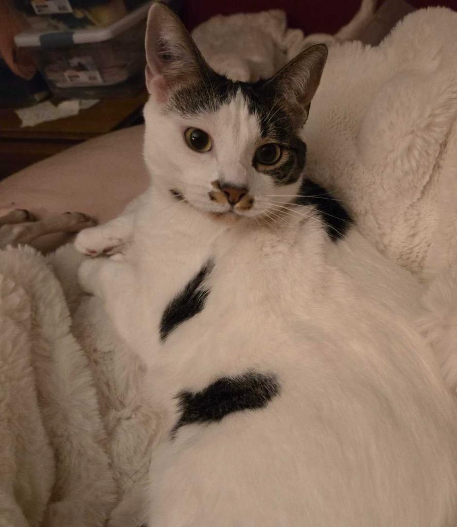 Tyler, Adoptable, Young Male Domestic Short Hair.