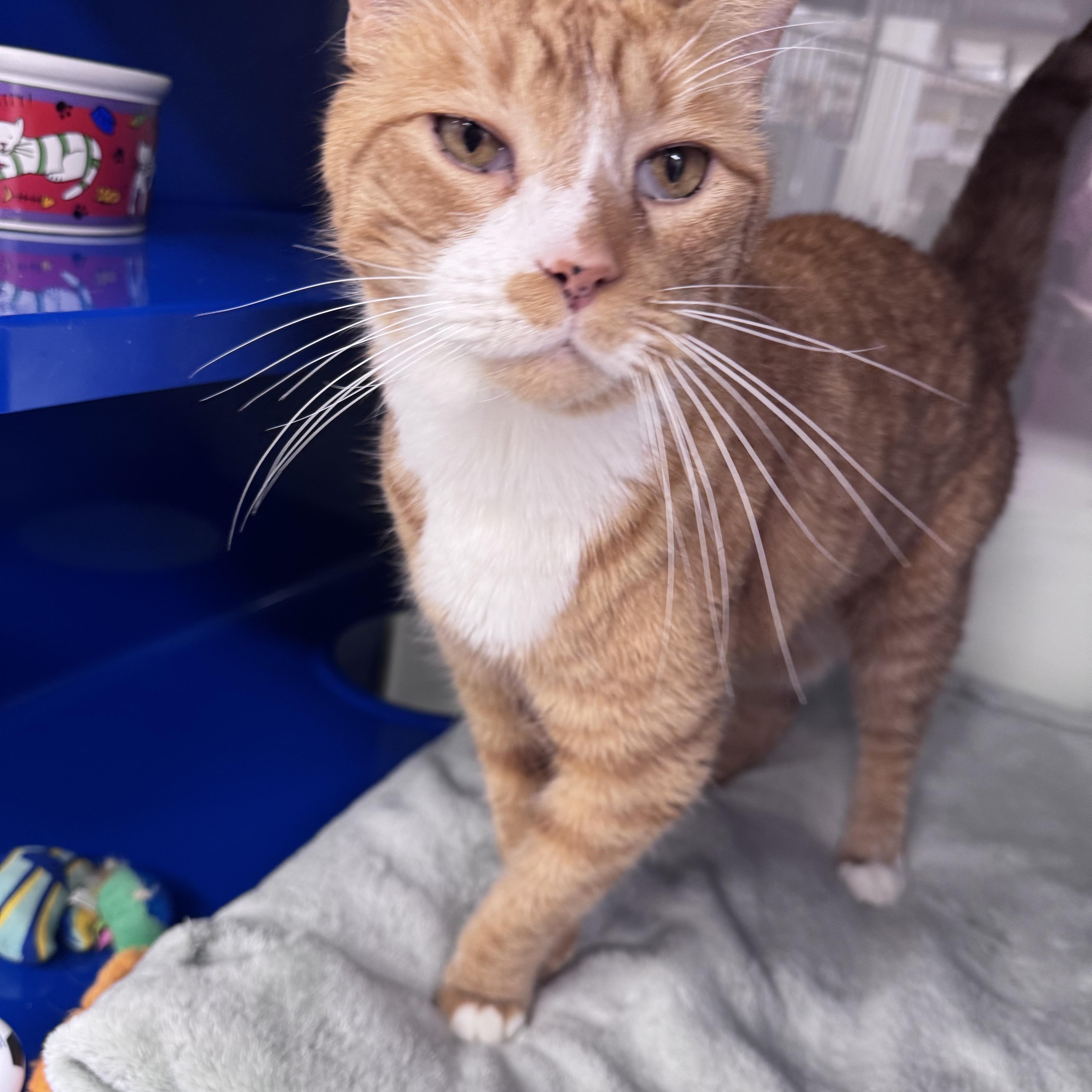 Enlarge Wendall, a ADOPTABLE Domestic Short Hair in Cherryfield, ME image 1/1