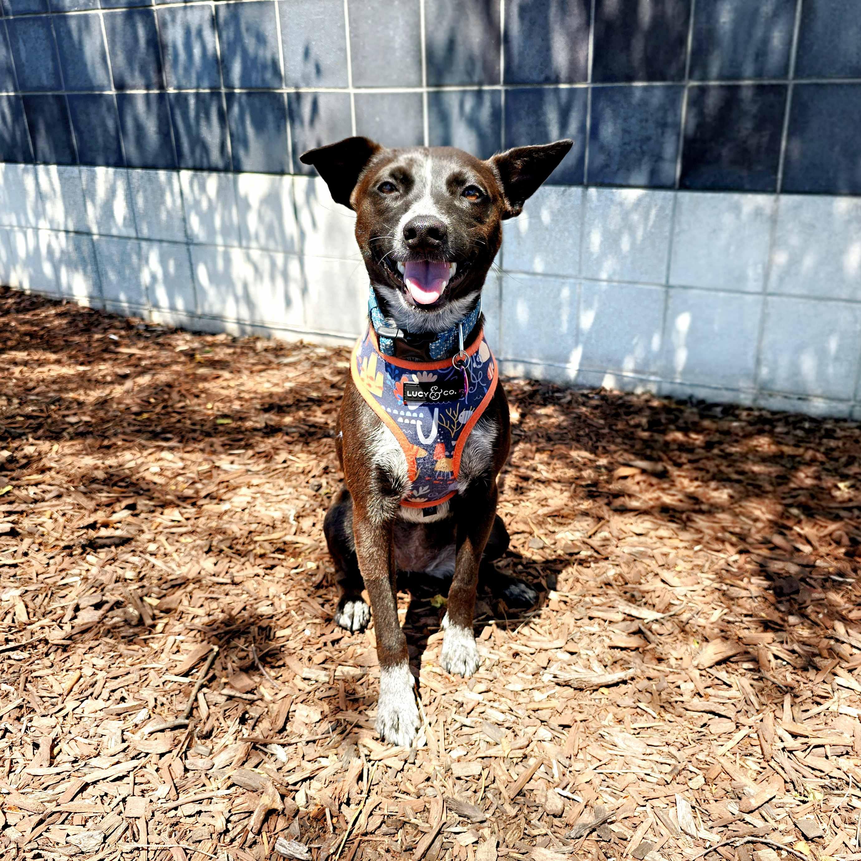 Raegan, Young Female Mixed Breed