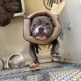 Kitley, Adoptable, Adult Female English Bulldog.