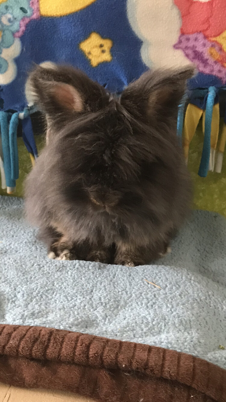 Enlarge Fiona and Rudy, a Adoptable Lionhead in Palatine, IL image 1/10