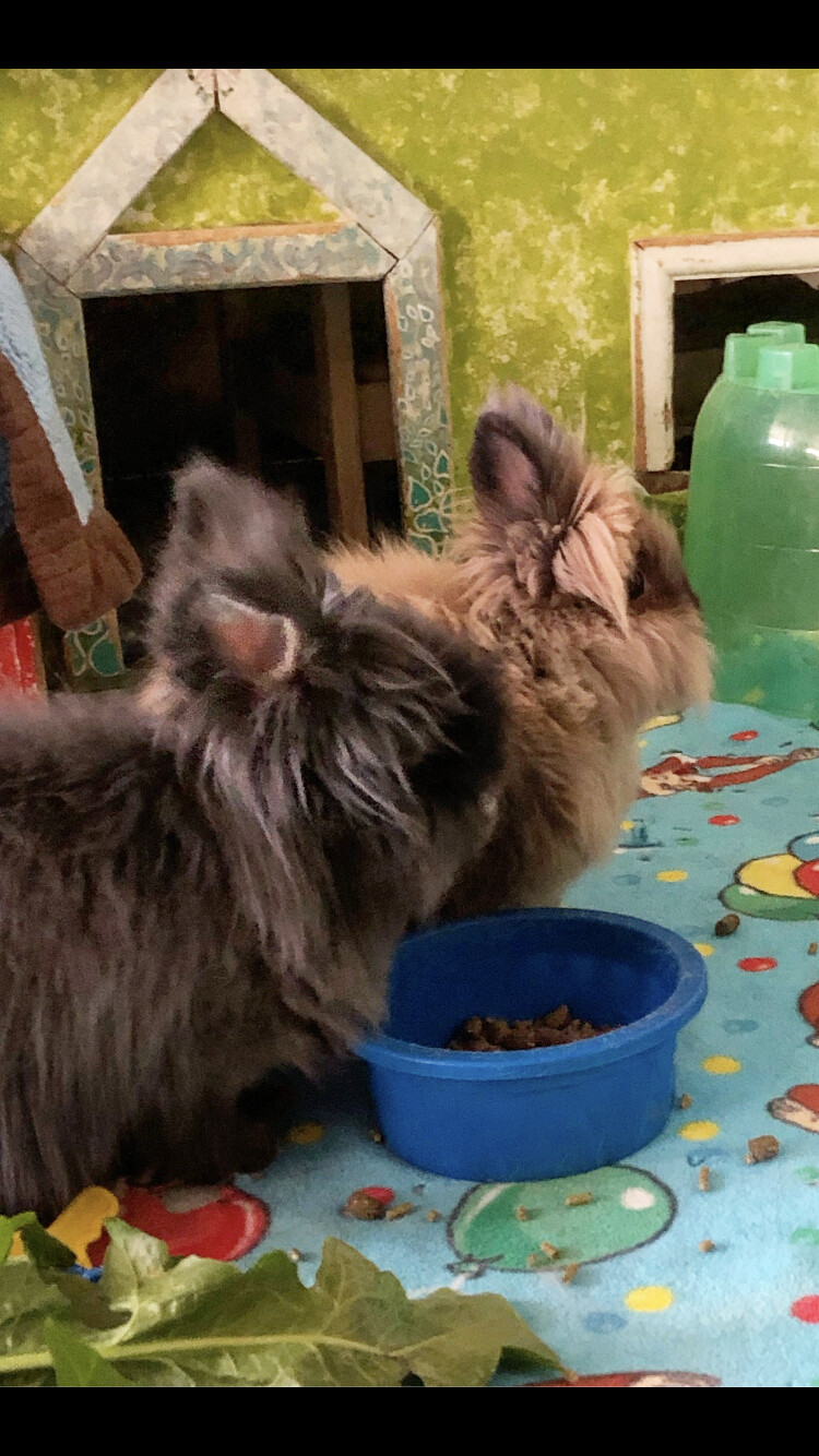 Enlarge Fiona and Rudy, a Adoptable Lionhead in Palatine, IL image 3/10