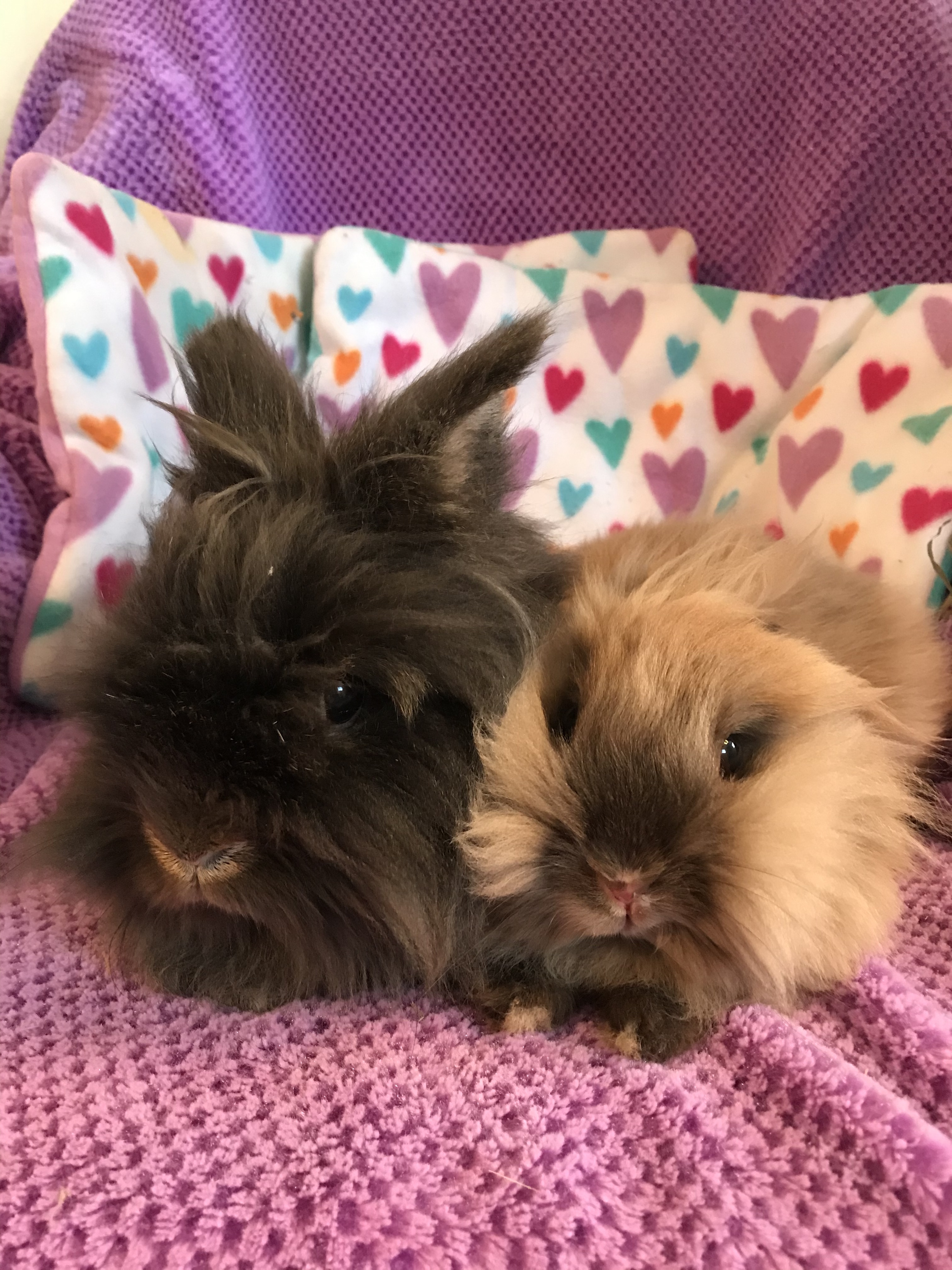 Enlarge Fiona and Rudy, a Adoptable Lionhead in Palatine, IL image 4/10