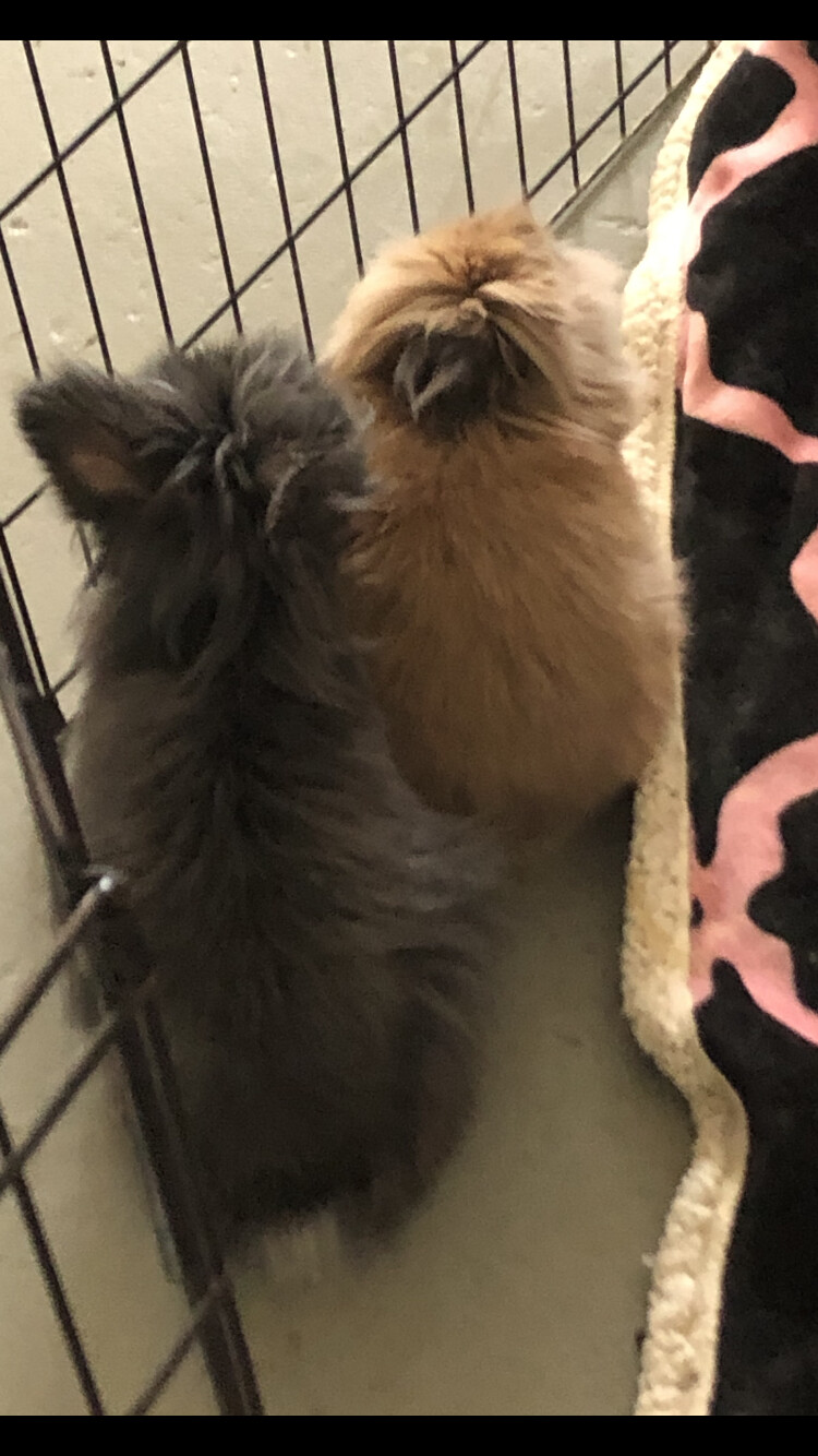 Enlarge Fiona and Rudy, a Adoptable Lionhead in Palatine, IL image 5/10