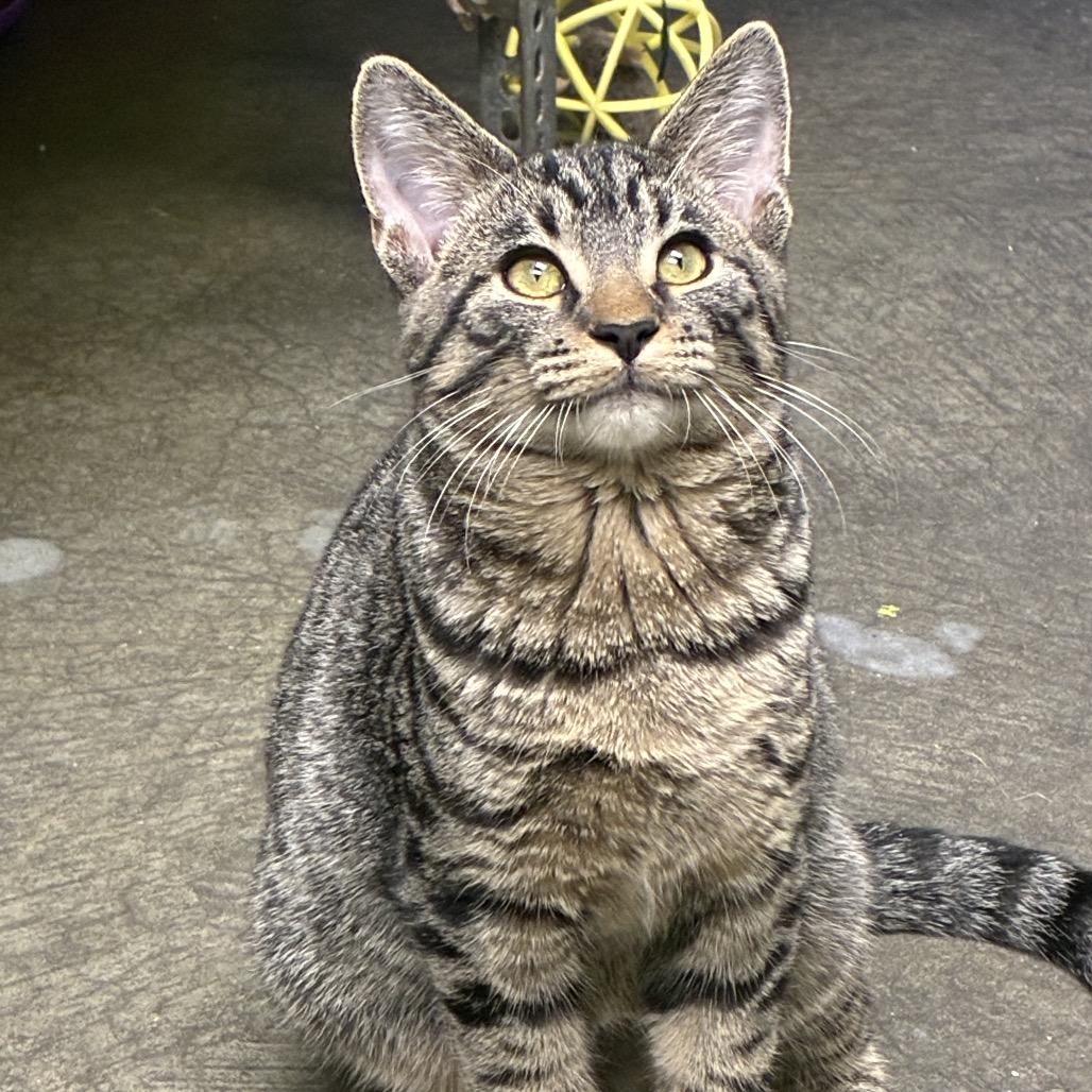 Storm, Adoptable, Kitten Male Domestic Short Hair.