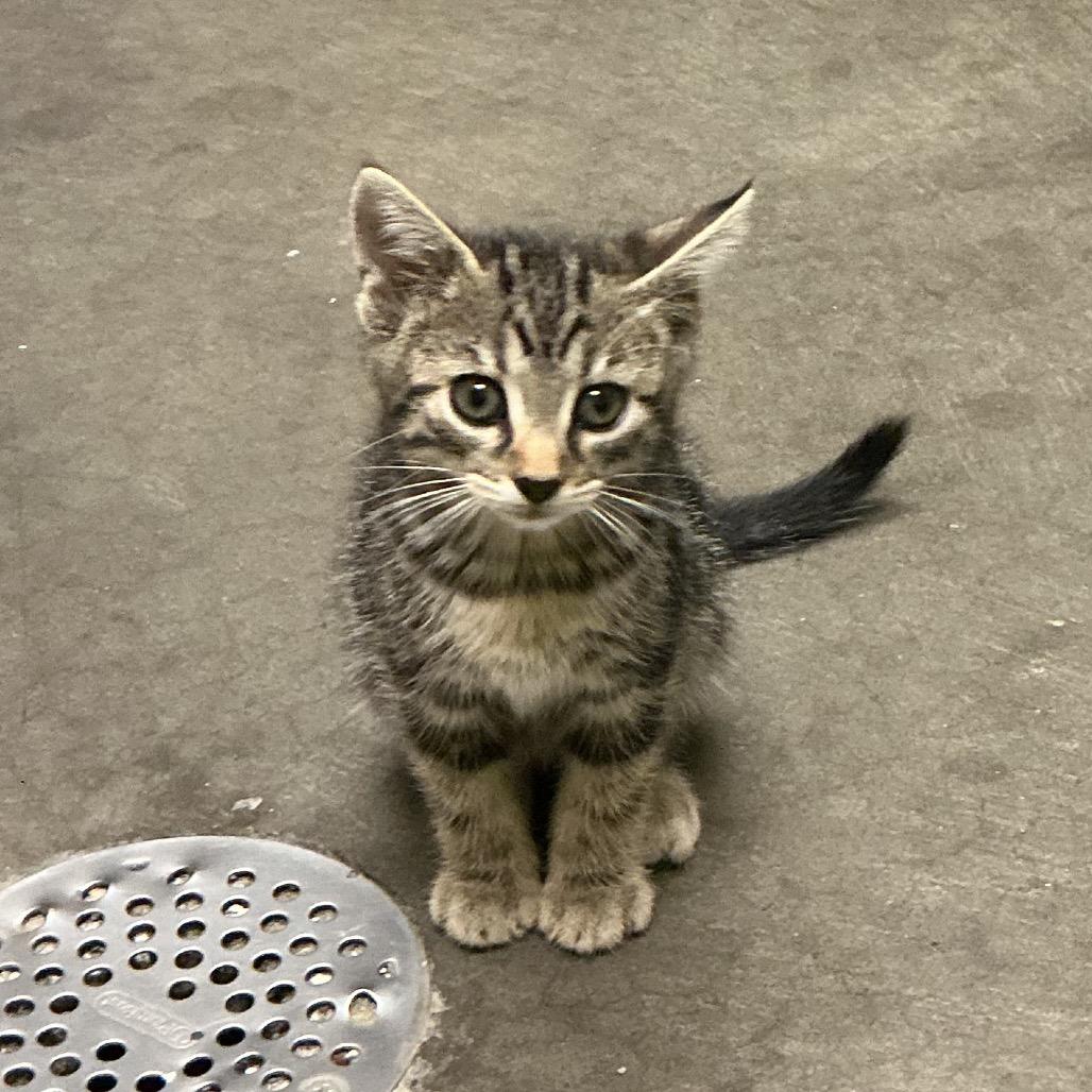 Enlarge Storm, a Adoptable Domestic Short Hair in Waynesburg, PA image 3/3