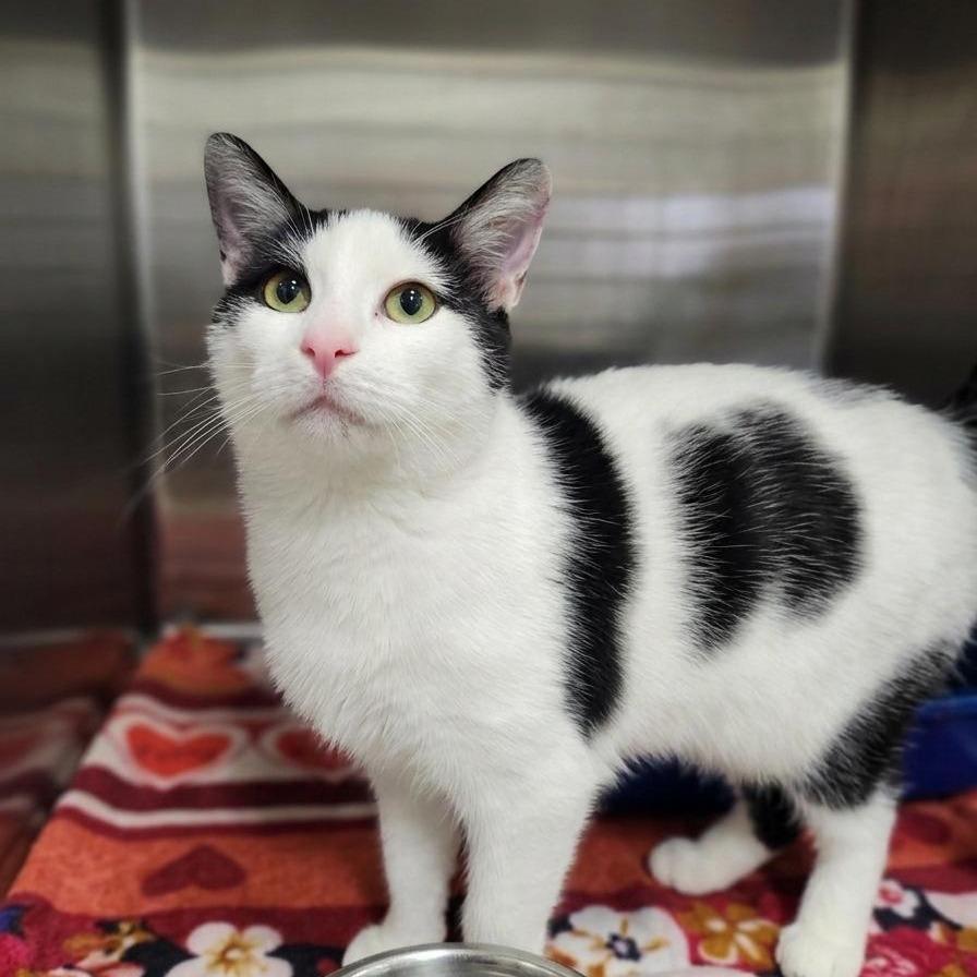 Tony, Adoptable, Young Male Domestic Short Hair.