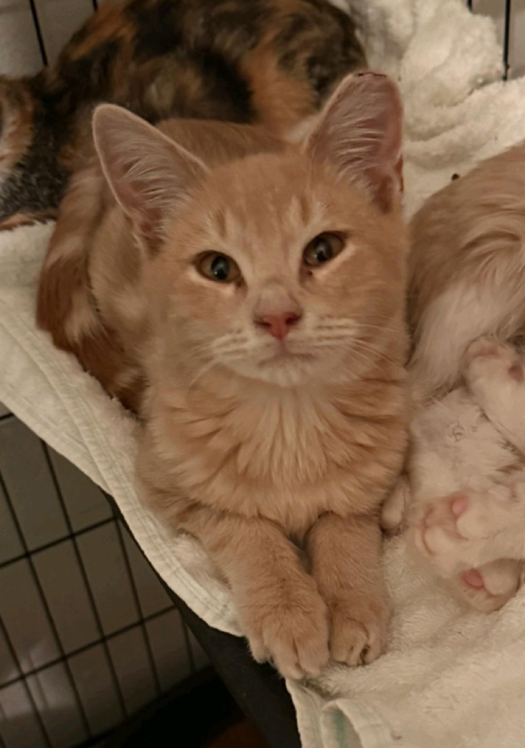 Enlarge Mike Wazowski, a Adoptable Domestic Medium Hair in Reno, NV image 1/2