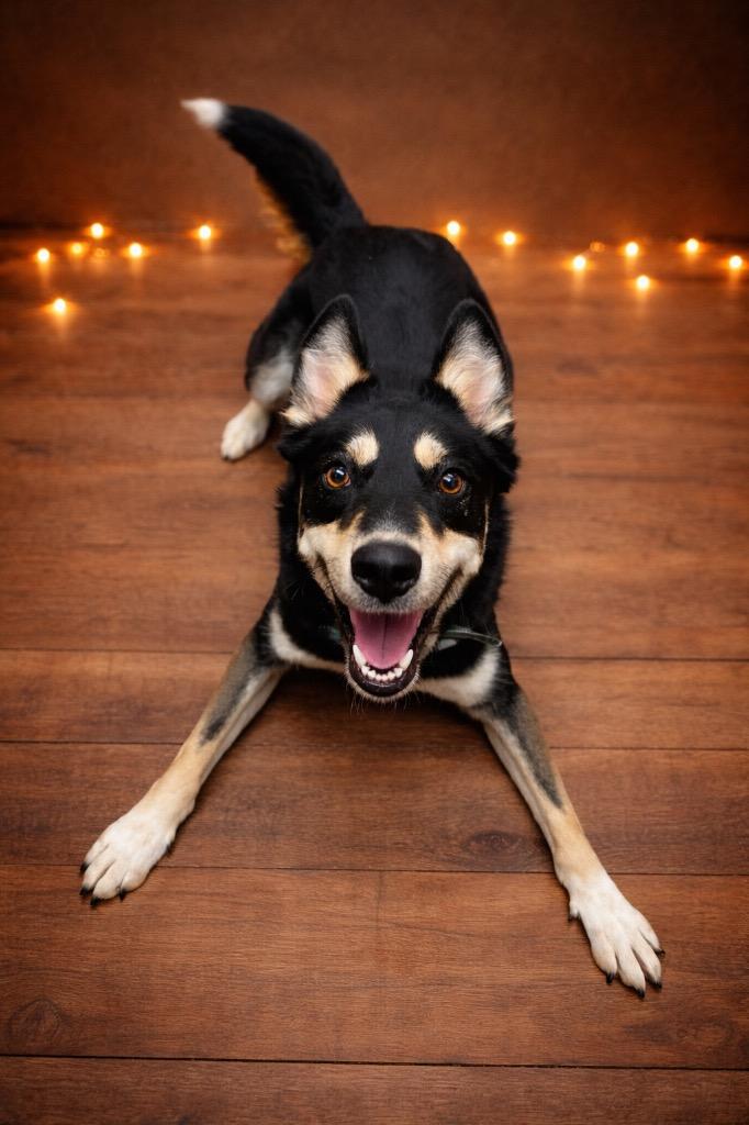 Athena, Adoptable, Young Female Australian Kelpie.