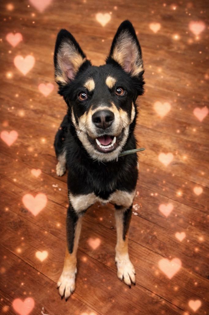 Enlarge Athena, a Adoptable mixed breed in Springfield, OH image 2/3