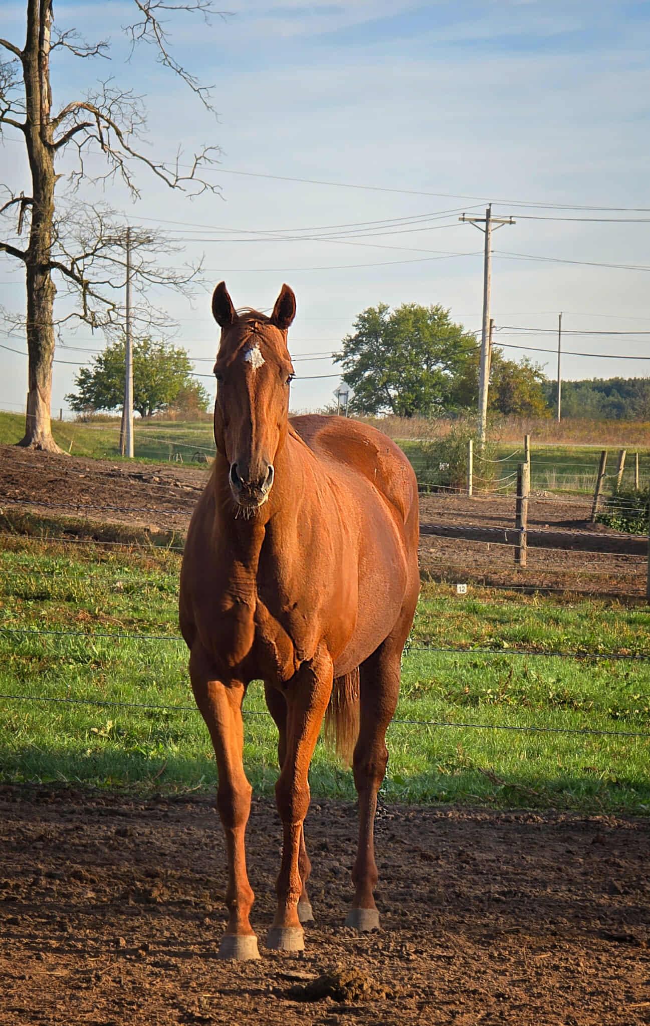 Shy, Adoptable, Adult Female Thoroughbred.
