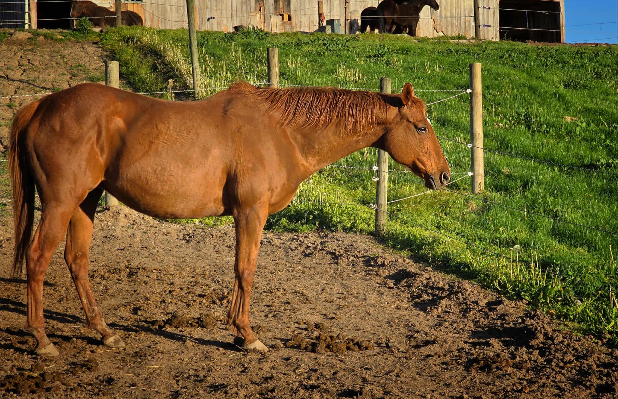 Enlarge Shy, a other Thoroughbred in Upper Sandusky, OH image 2/2