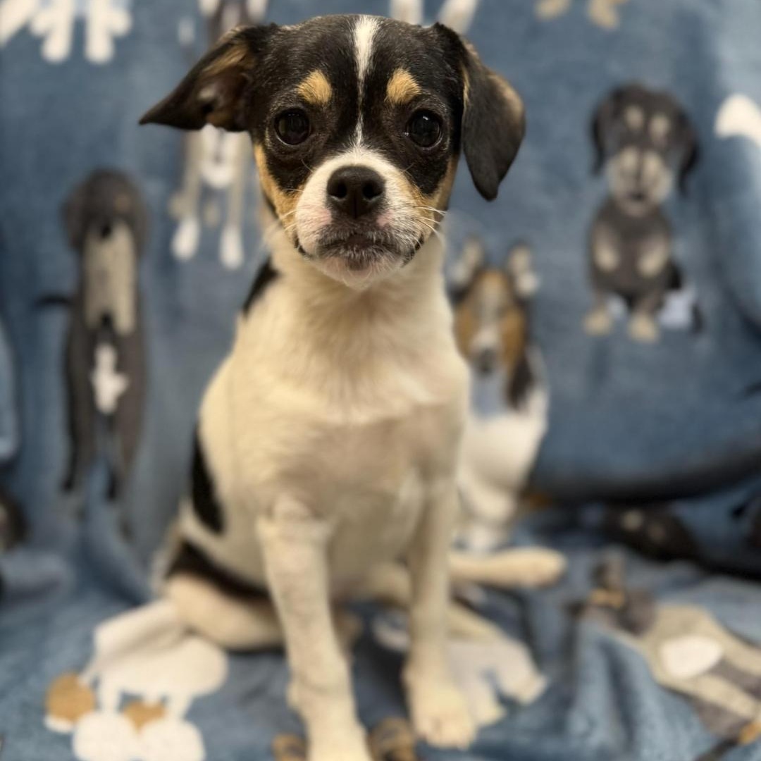 Nelly, adopted, Puppy Female Terrier.