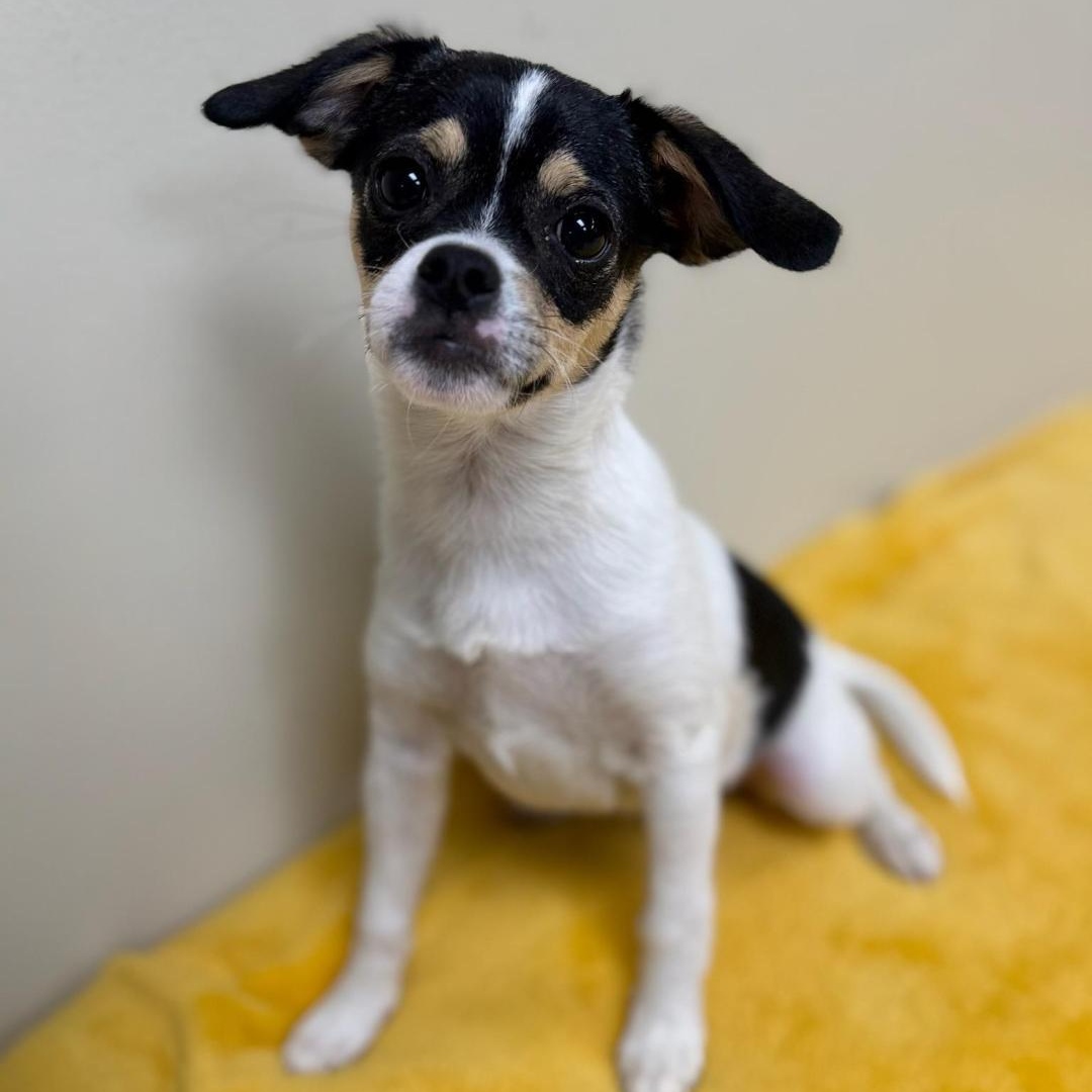 Nelly, an adopted Terrier in Greensburg, PA image 2/2