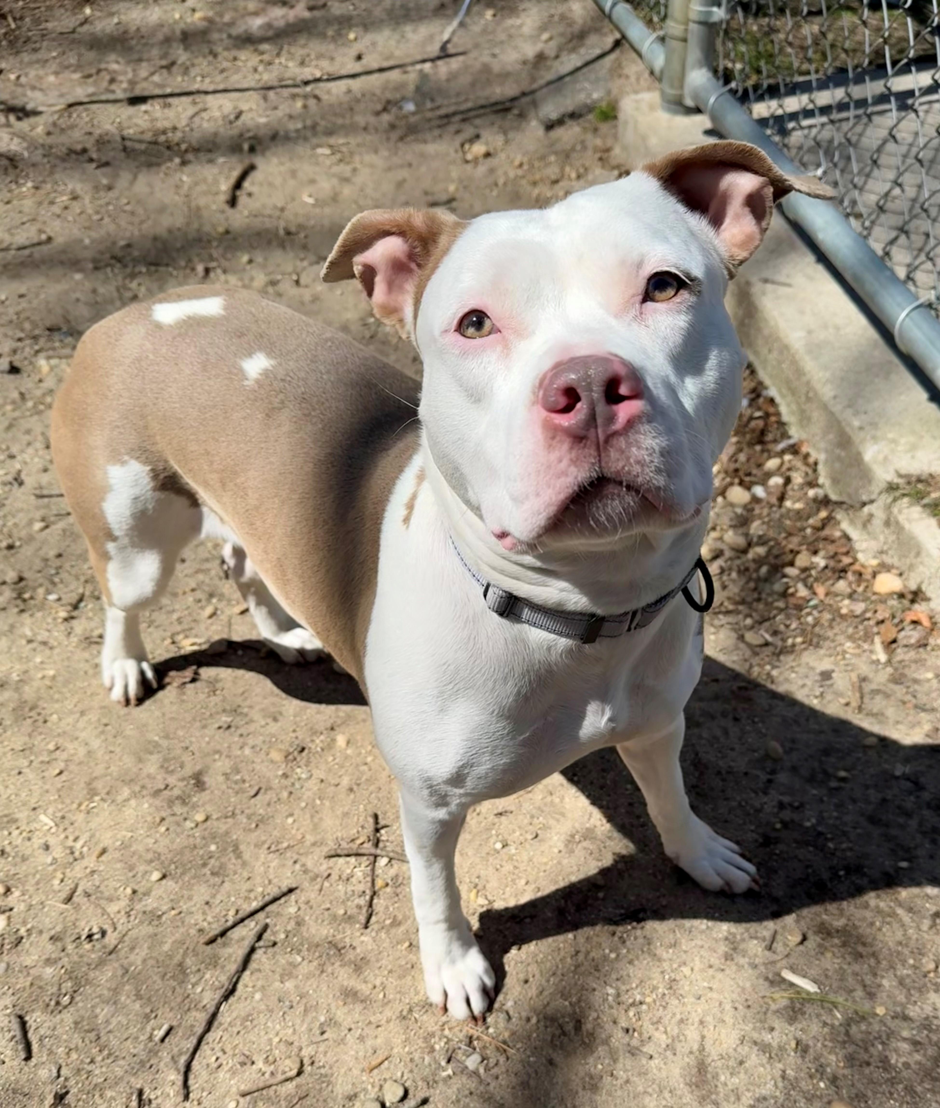 Enlarge Mamba, an adopted mixed breed in Brookhaven, NY image 1/4