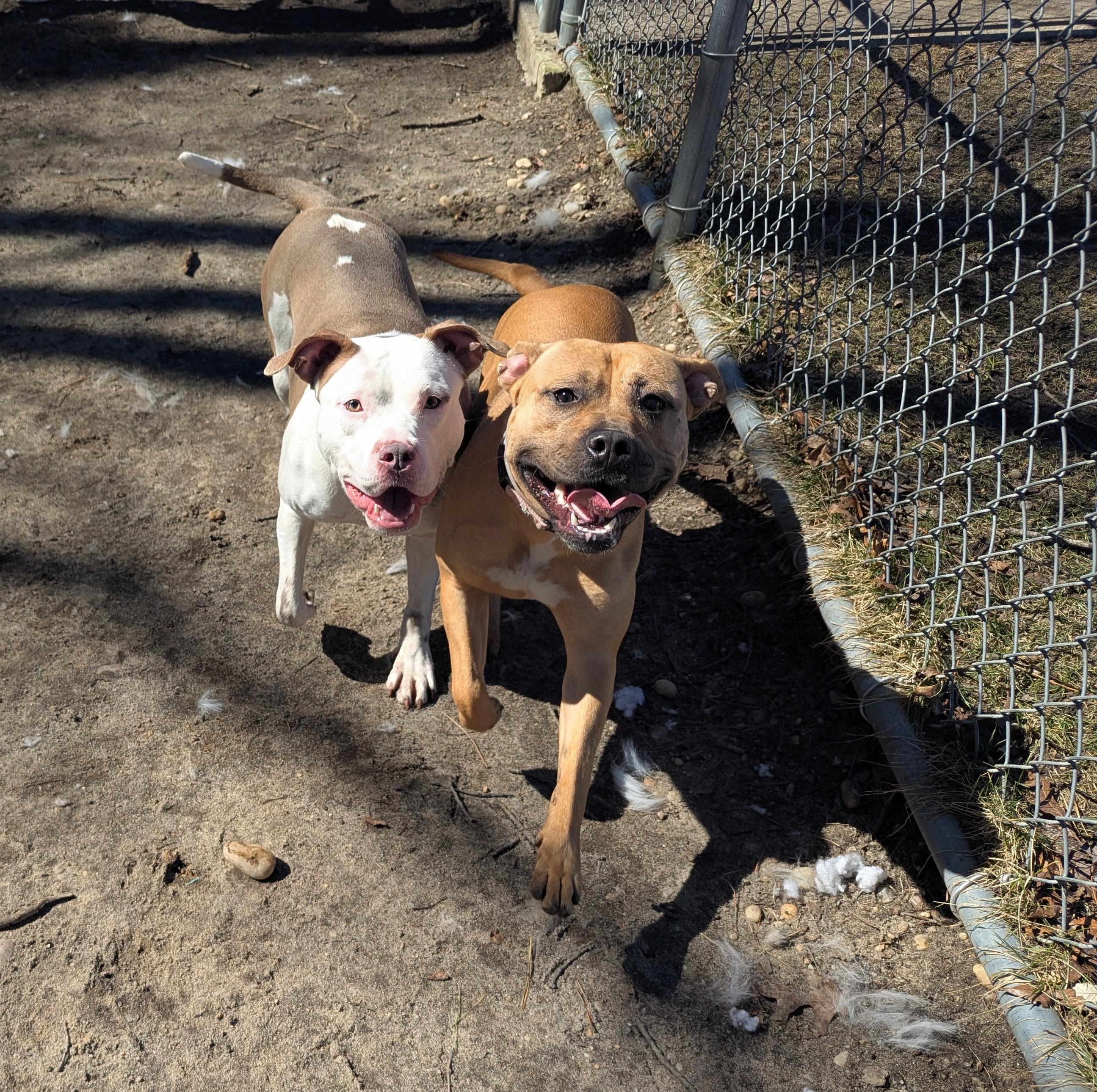 Enlarge Mamba, an adopted mixed breed in Brookhaven, NY image 4/4