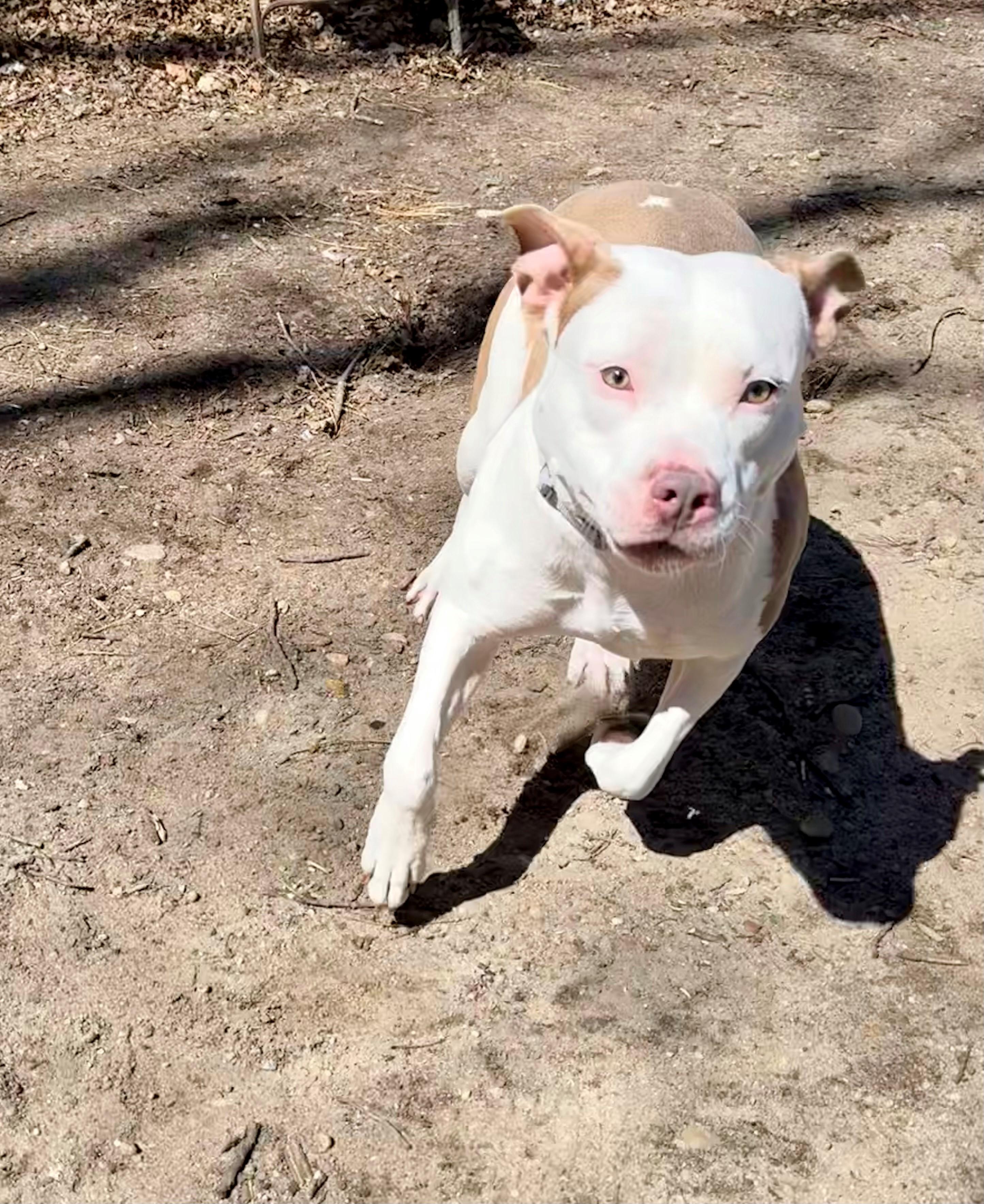 Enlarge Mamba, an adopted mixed breed in Brookhaven, NY image 3/4