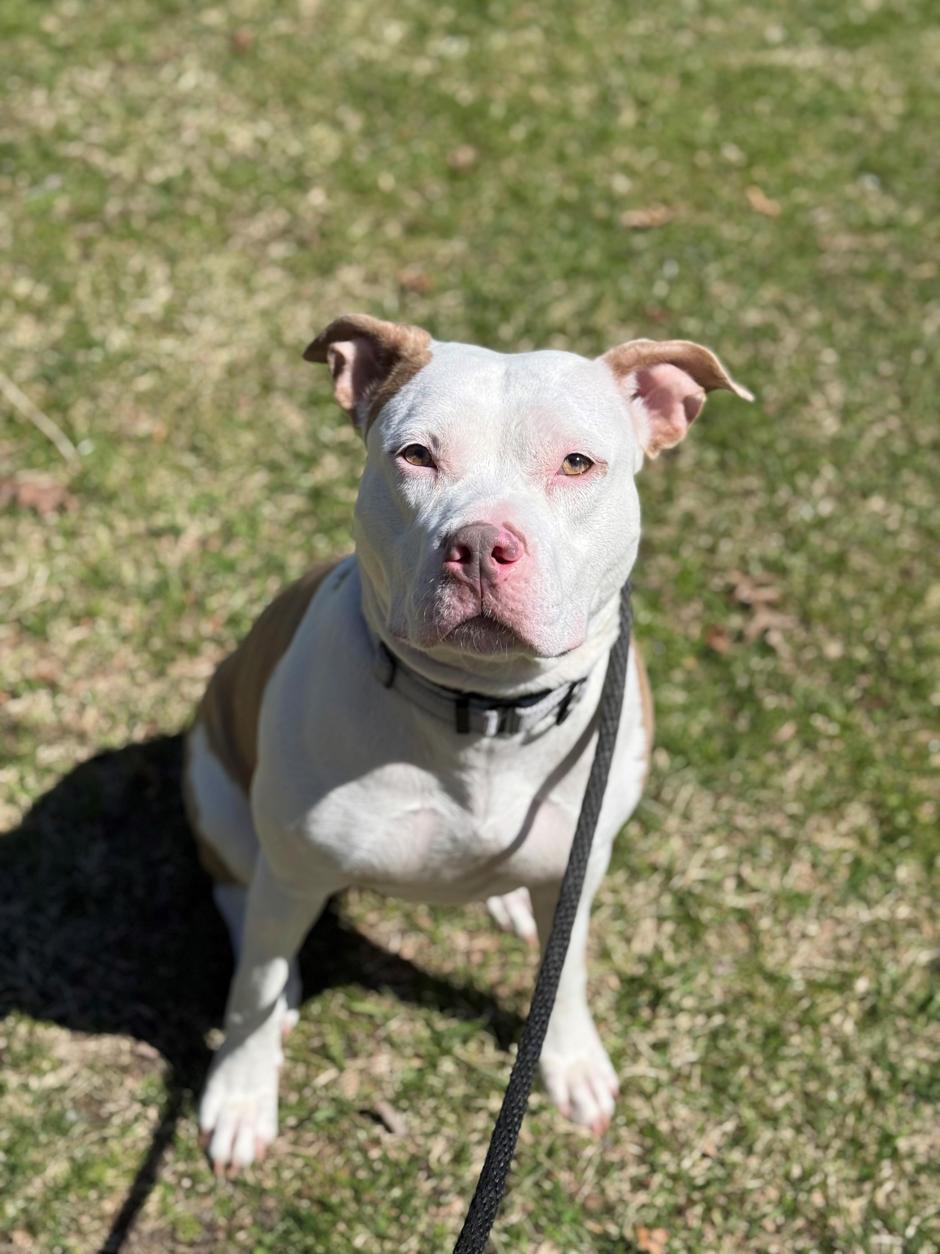 Enlarge Mamba, an adopted mixed breed in Brookhaven, NY image 2/4