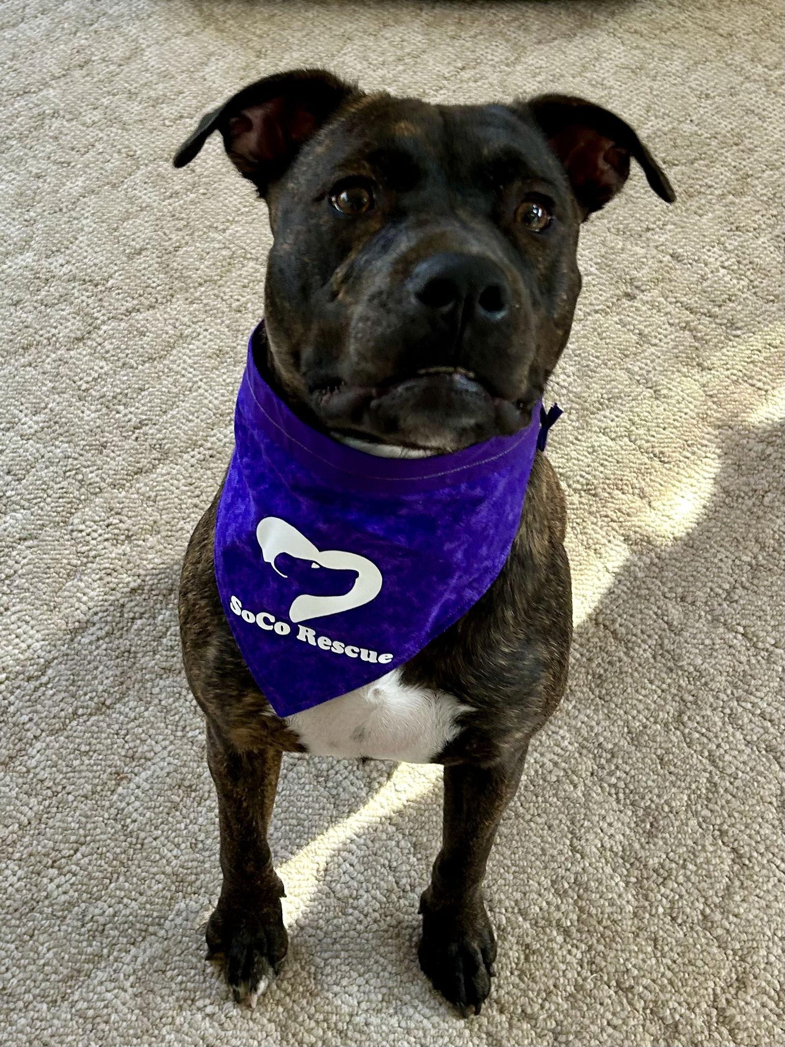 Lucy (Formerly Lyra), a Adoptable mixed breed in Ringoes, NJ image 1/3