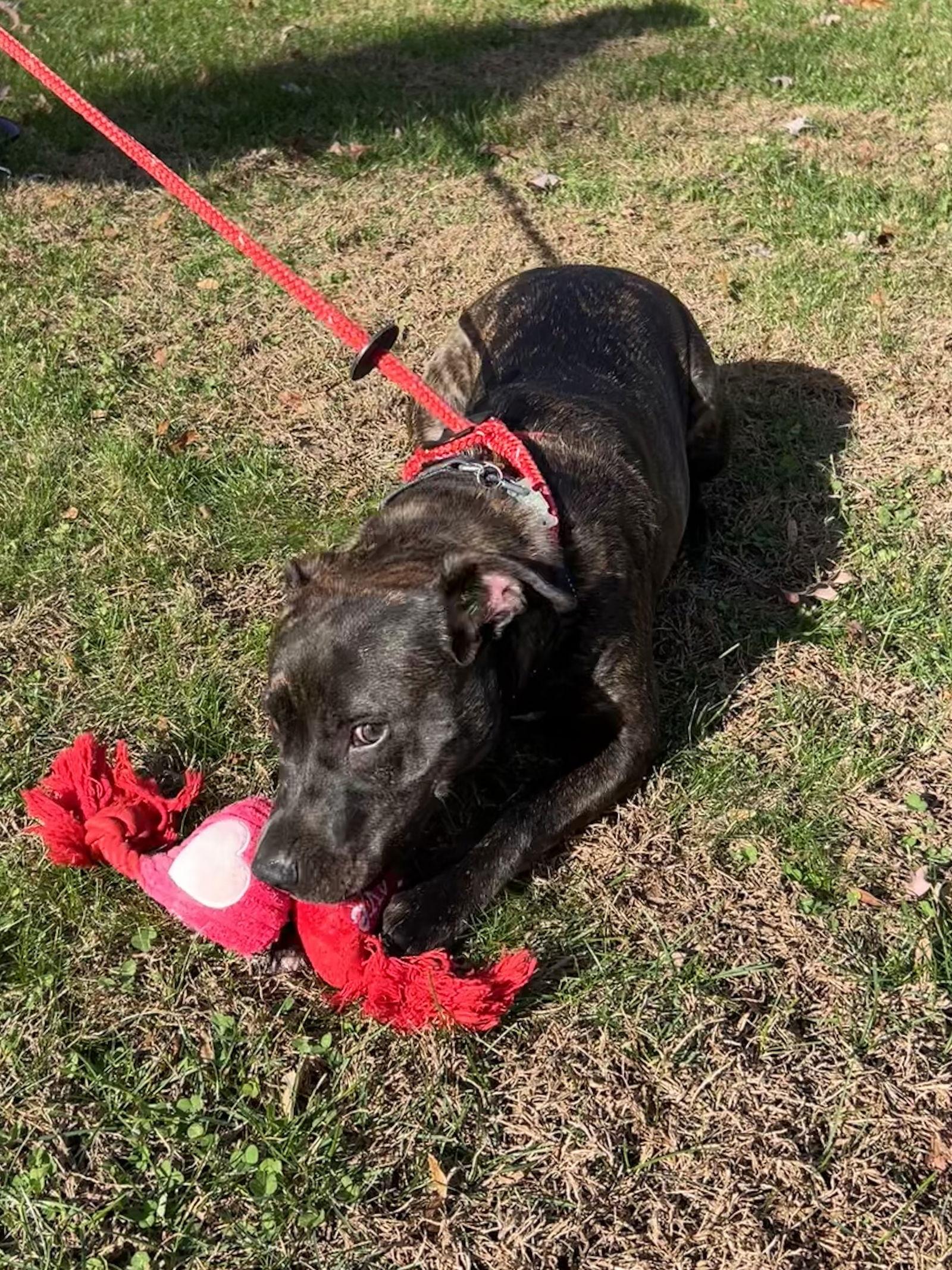 Lucy (Formerly Lyra), a Adoptable mixed breed in Ringoes, NJ image 2/3