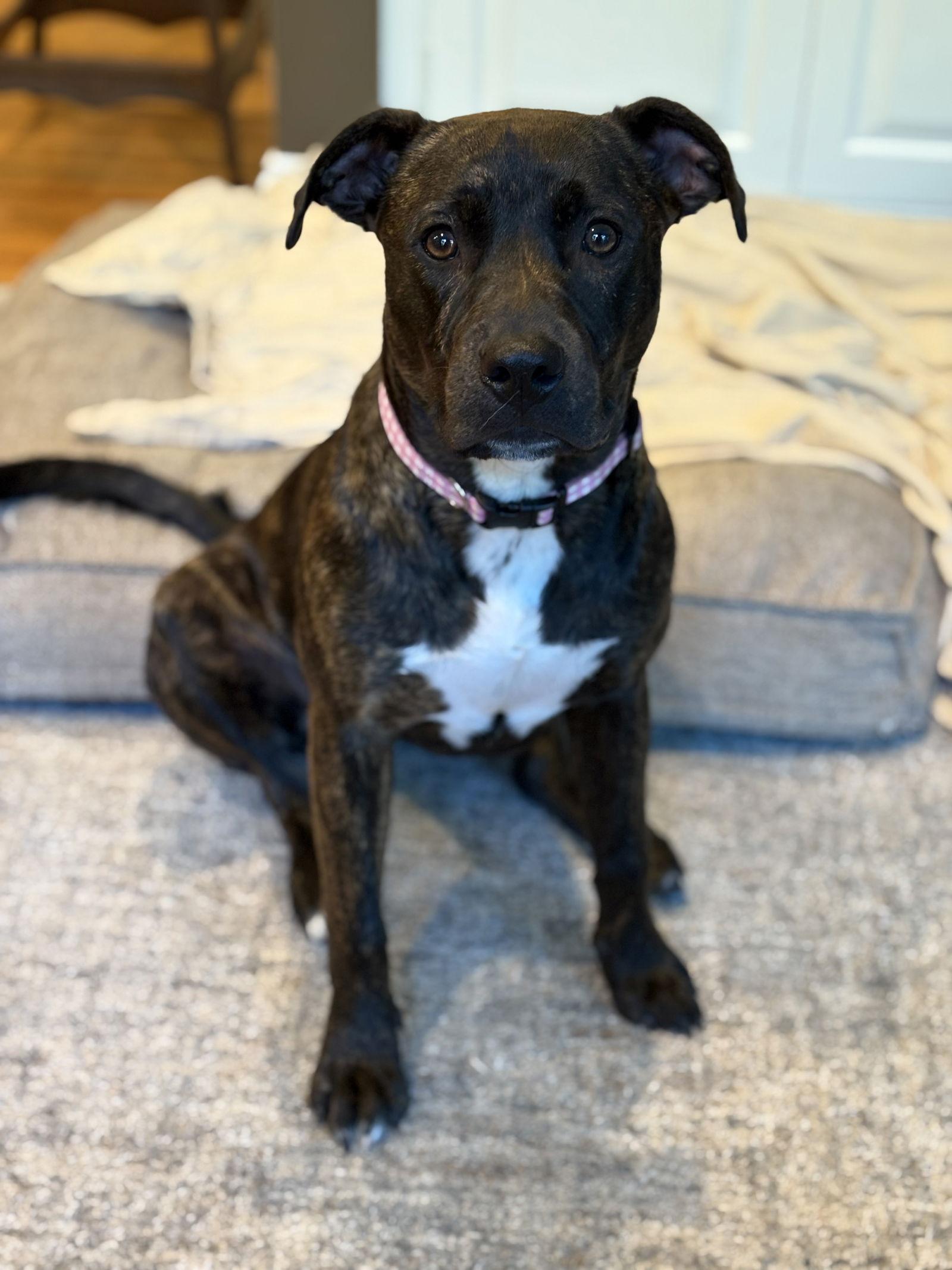 Enlarge Lucy (Formerly Lyra), a Adoptable mixed breed in Ringoes, NJ image 2/3