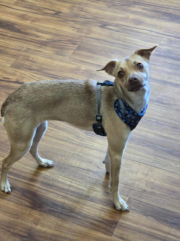 Sabrina, Adoptable, Young Female Chihuahua.