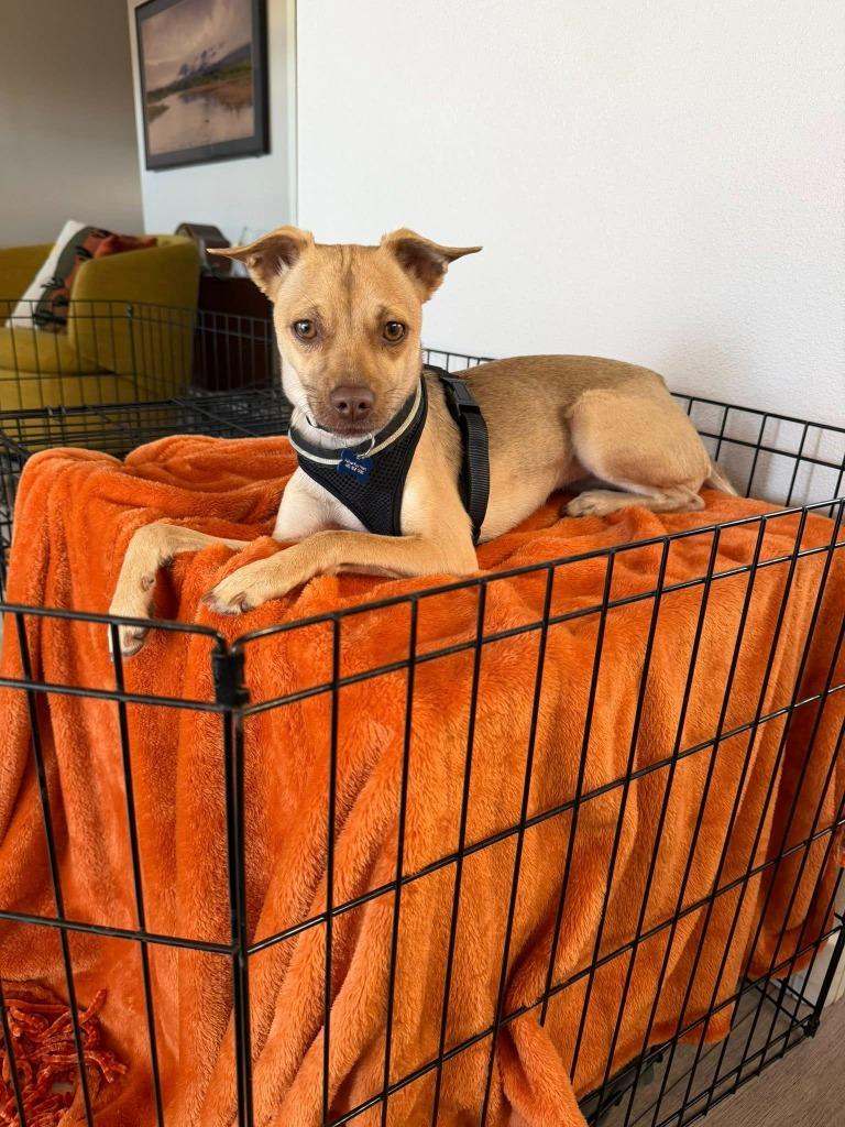 Enlarge Sabrina, a Adoptable mixed breed in Mesa, AZ image 2/2