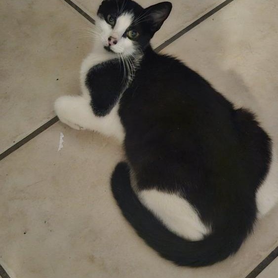 Luna, an adopted Domestic Short Hair in Lauderhill, FL image 3/3