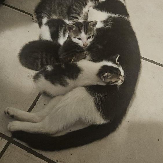 Luna, an adopted Domestic Short Hair in Lauderhill, FL image 2/3