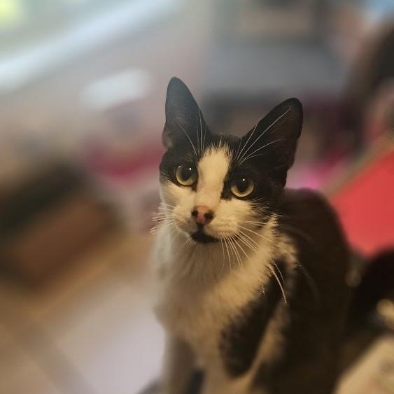 Luna, an adopted Domestic Short Hair in Lauderhill, FL image 1/3