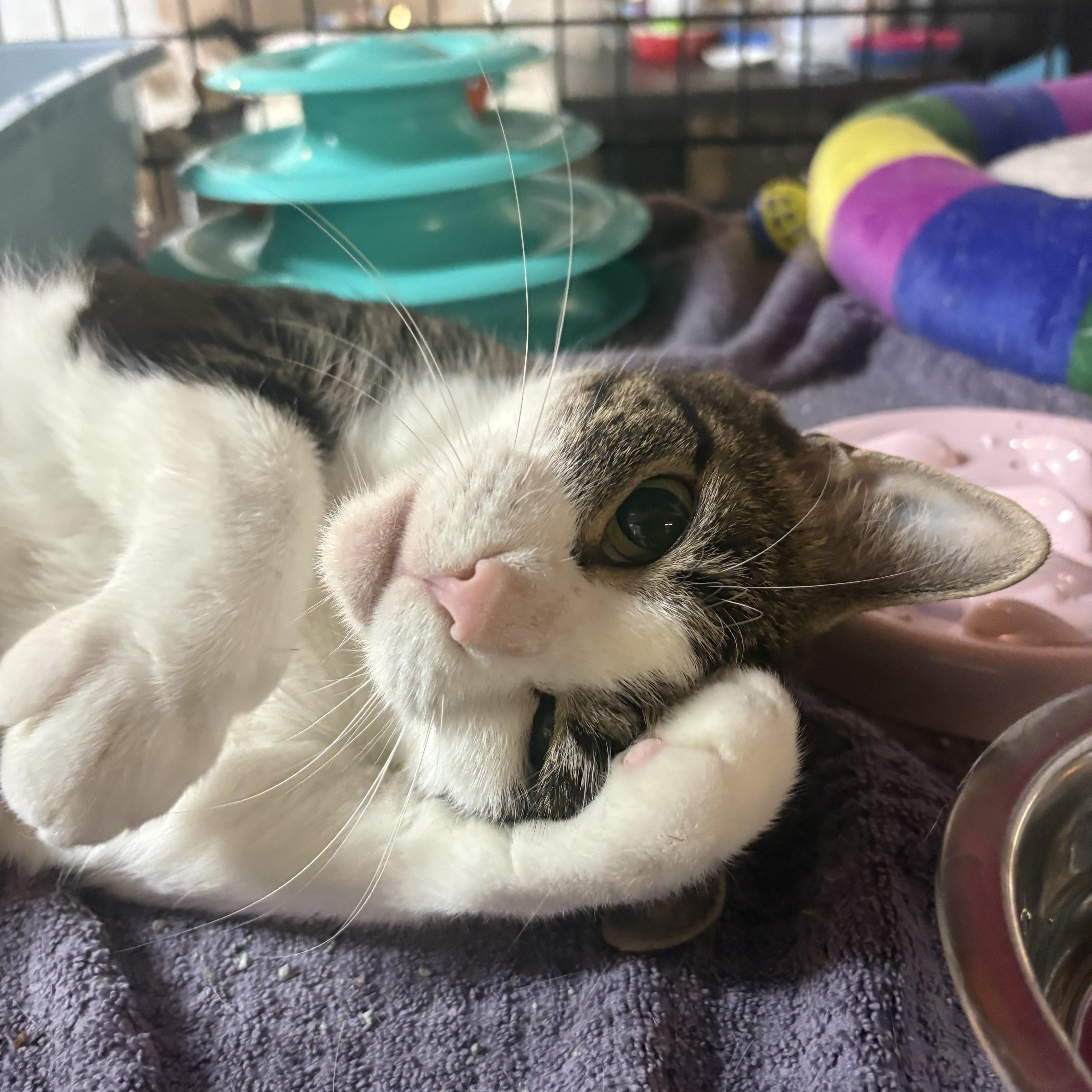 Zina, Adoptable, Adult Female Domestic Short Hair.
