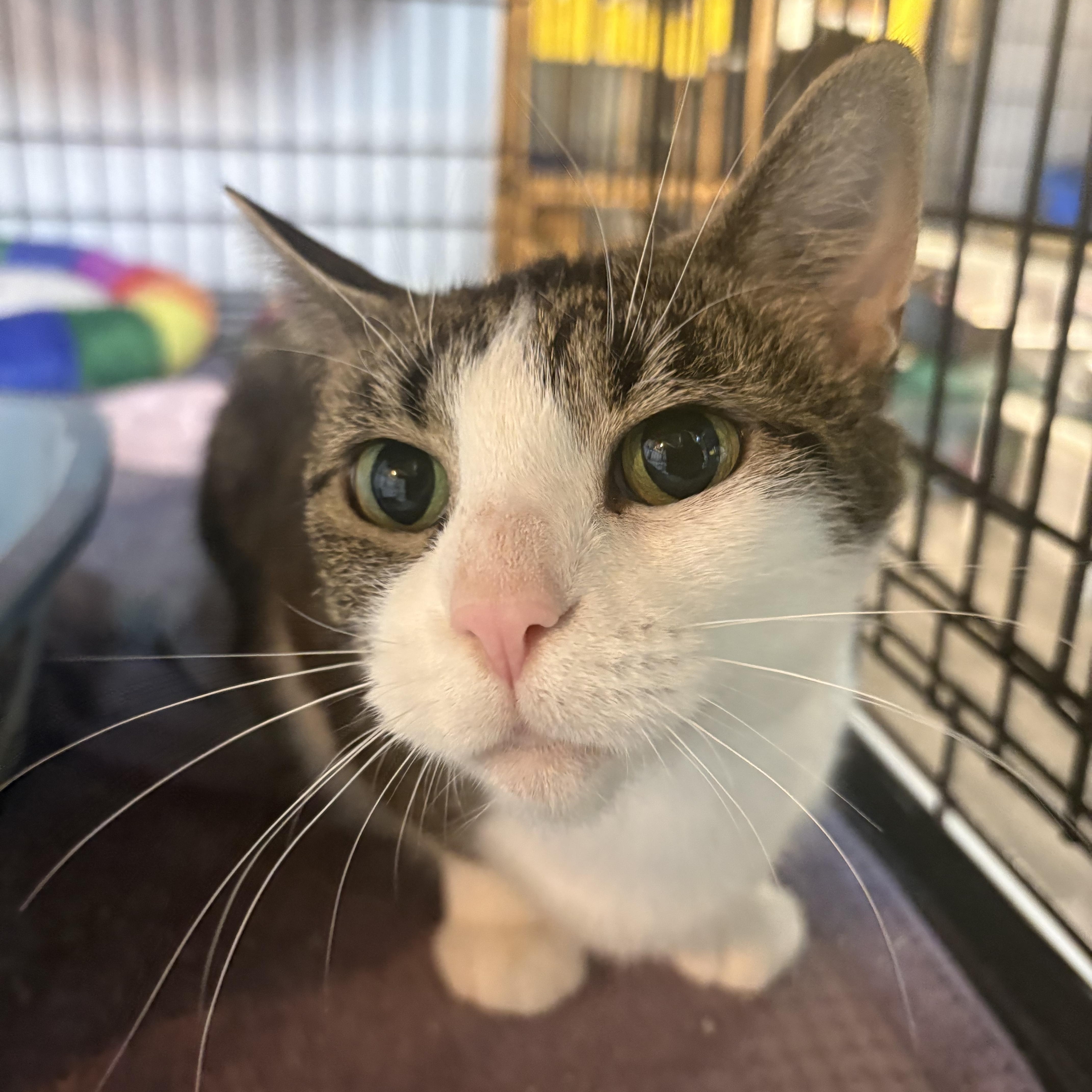 Enlarge Zina, a Adoptable Domestic Short Hair in East Amherst, NY image 3/4