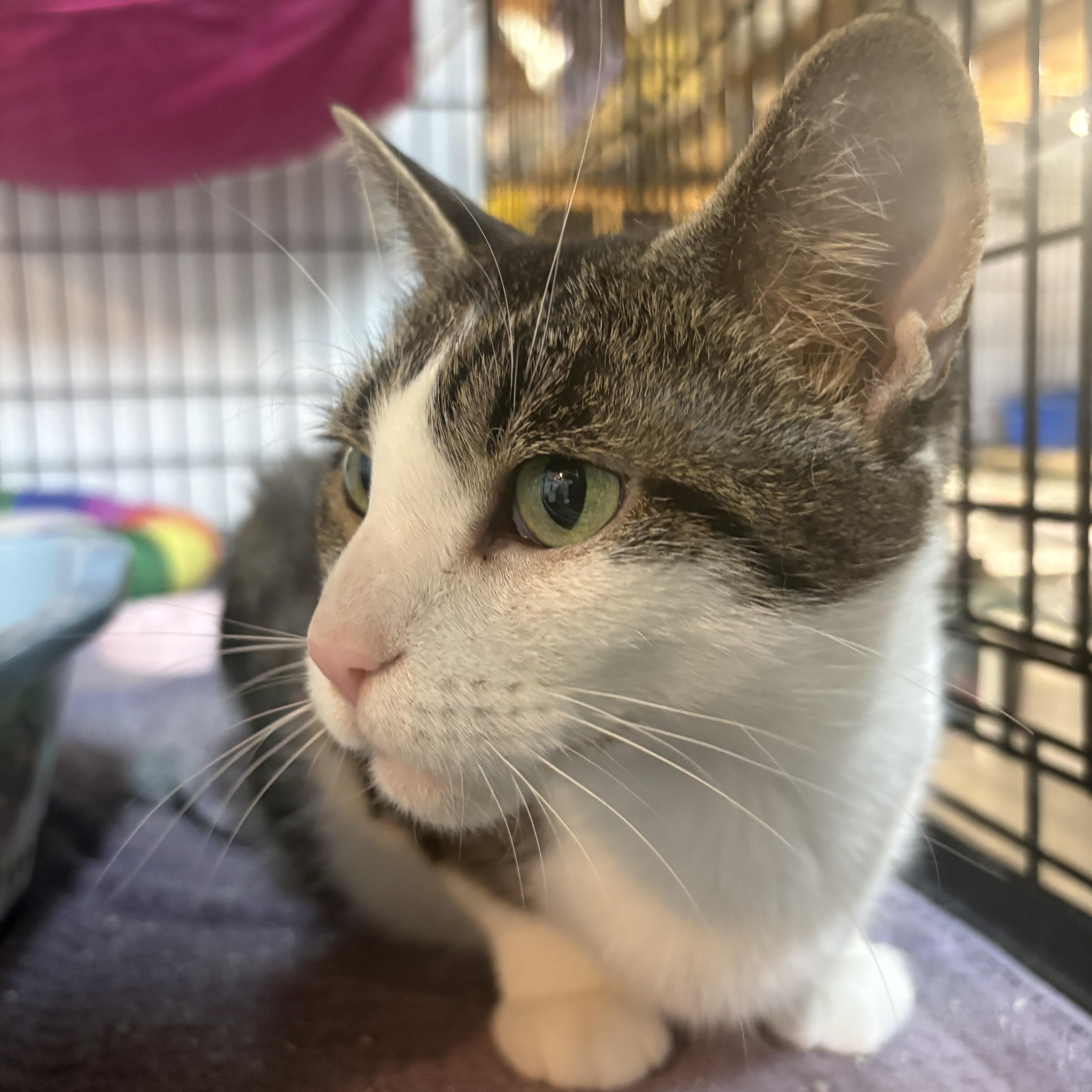 Enlarge Zina, a Adoptable Domestic Short Hair in East Amherst, NY image 4/4