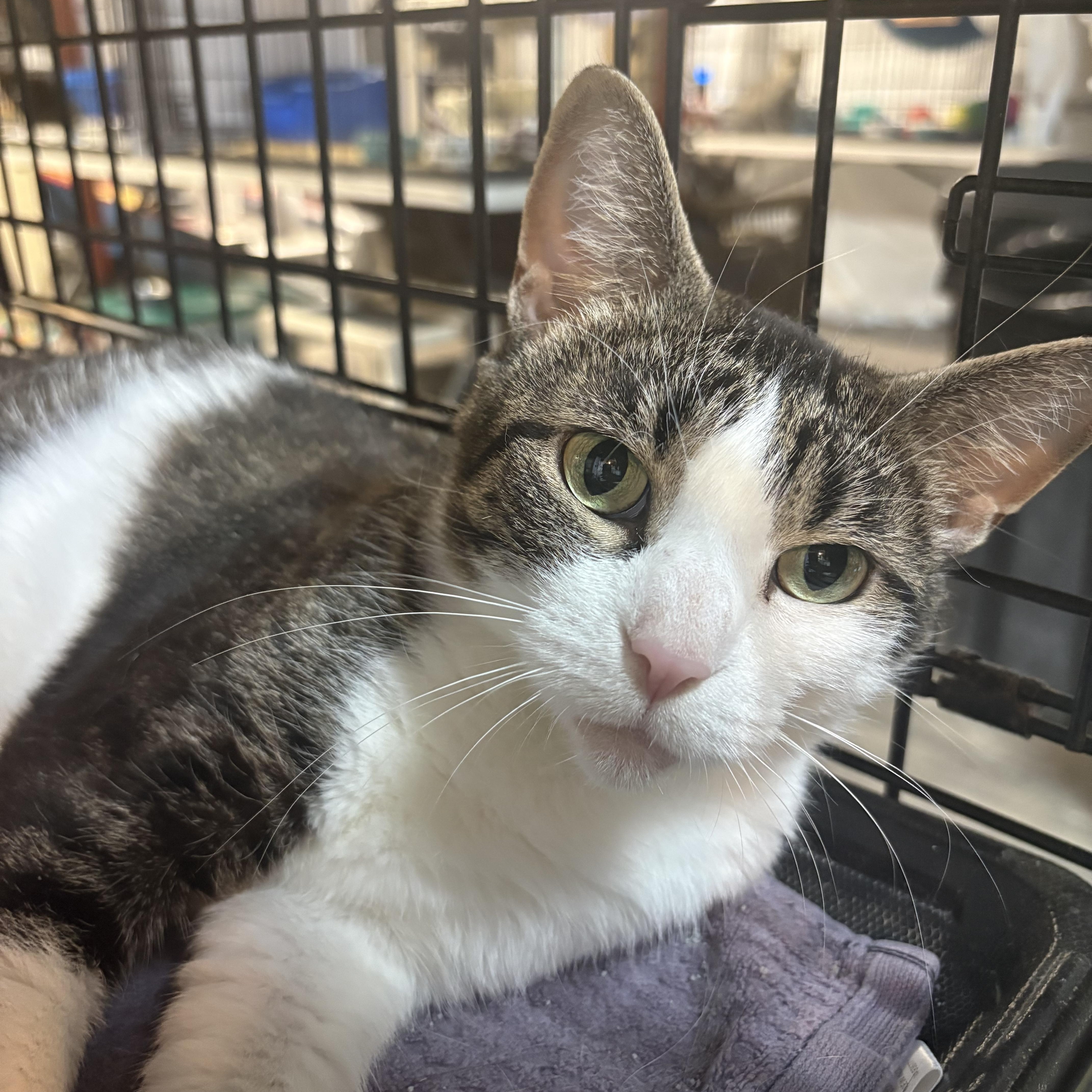 Enlarge Zina, a Adoptable Domestic Short Hair in East Amherst, NY image 2/4