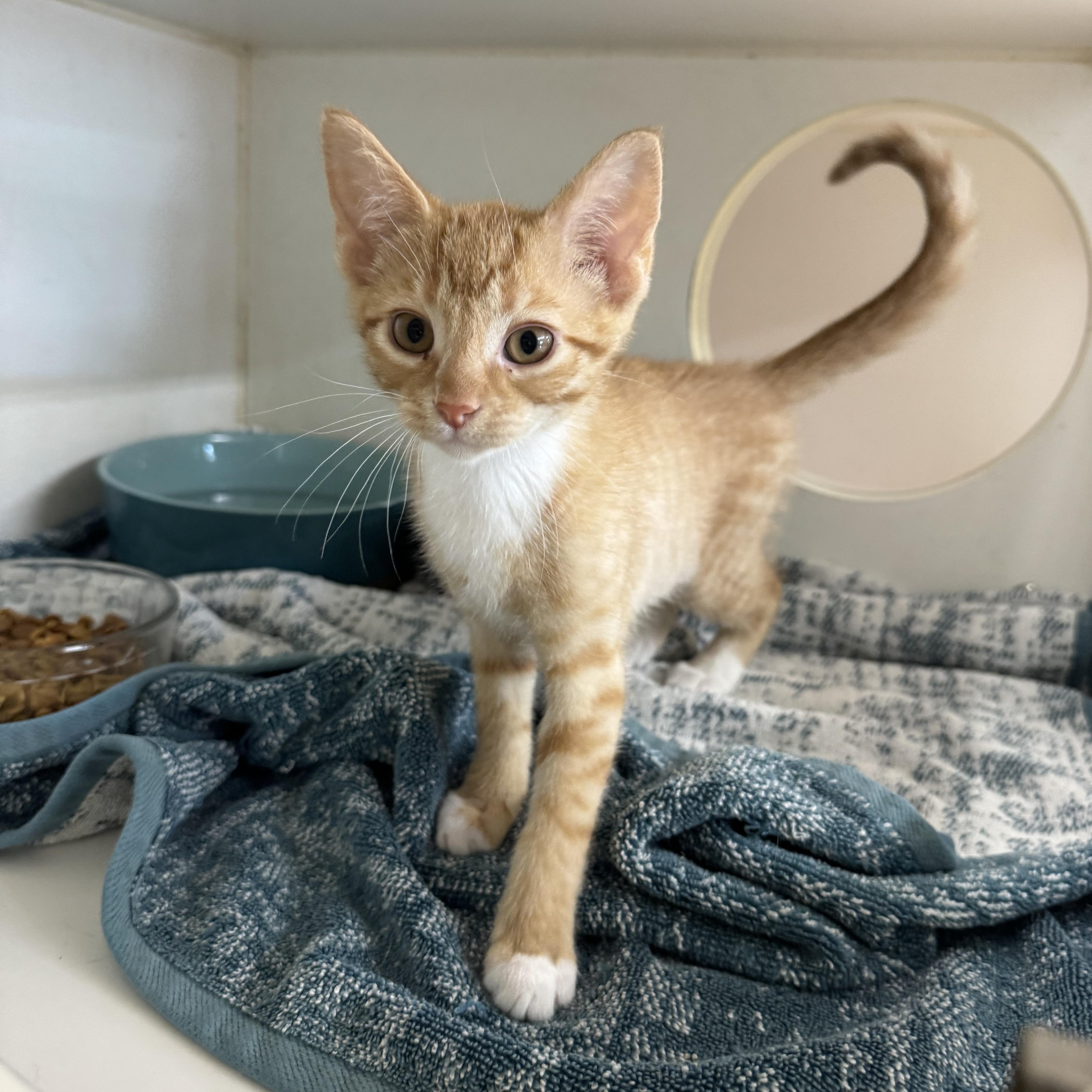 Bijou, Young Female Domestic Short Hair