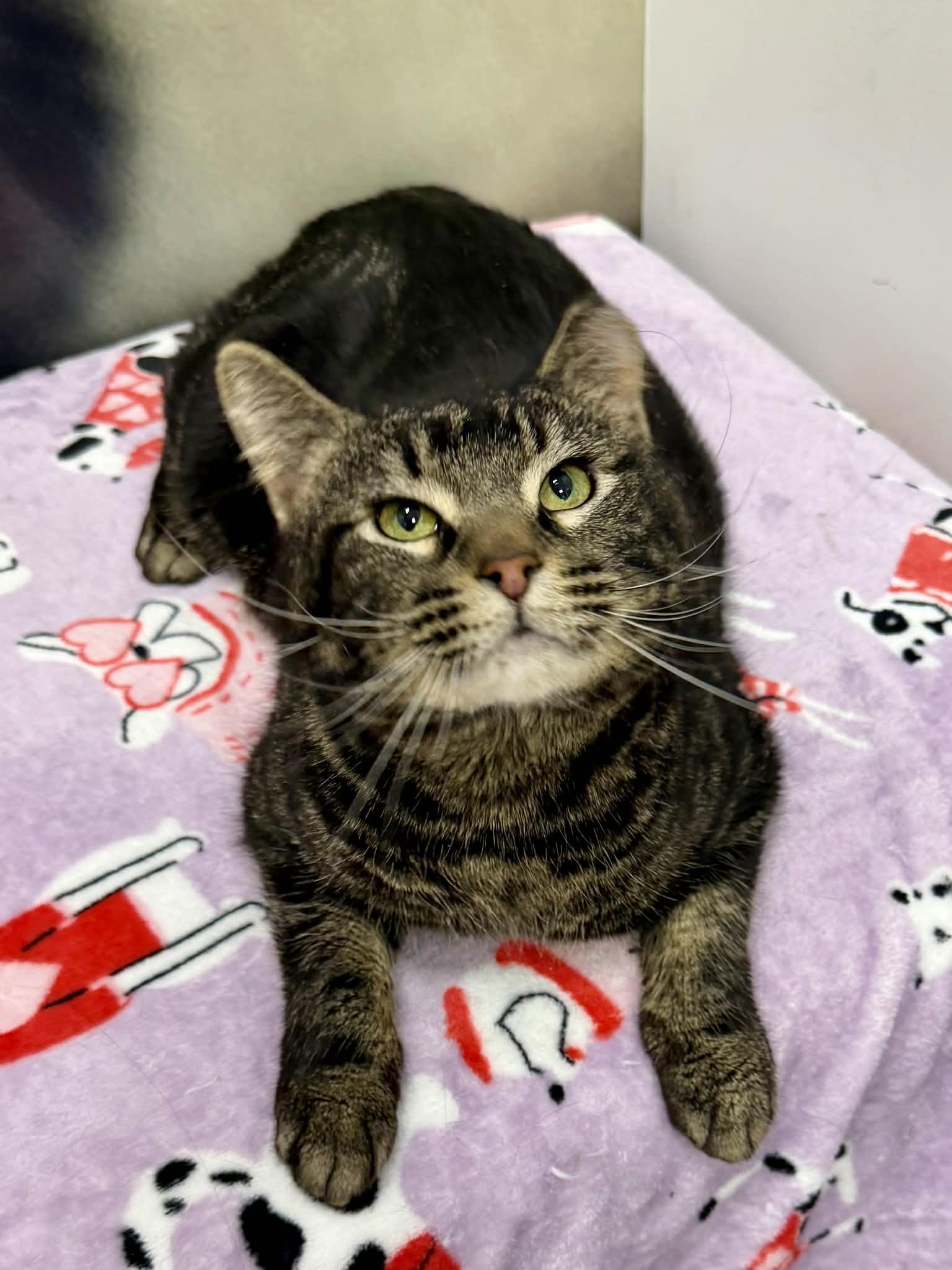 Enlarge Reece, a ADOPTABLE Domestic Medium Hair in Sedalia, MO image 4/6