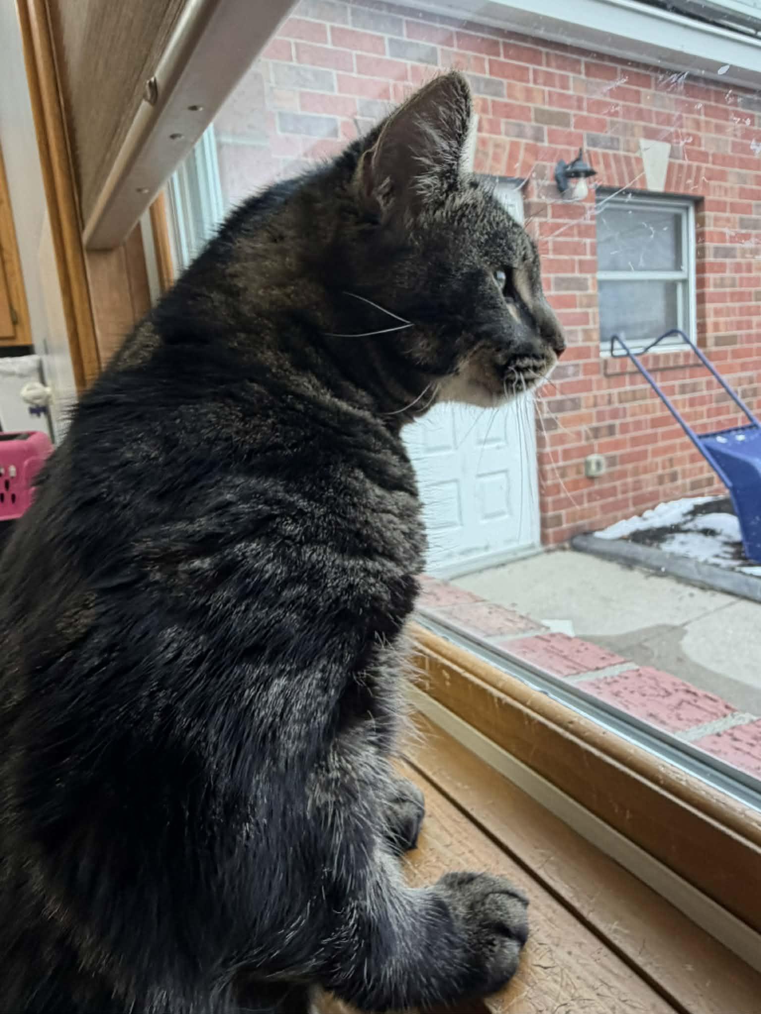 Enlarge Reece, a ADOPTABLE Domestic Medium Hair in Sedalia, MO image 2/6