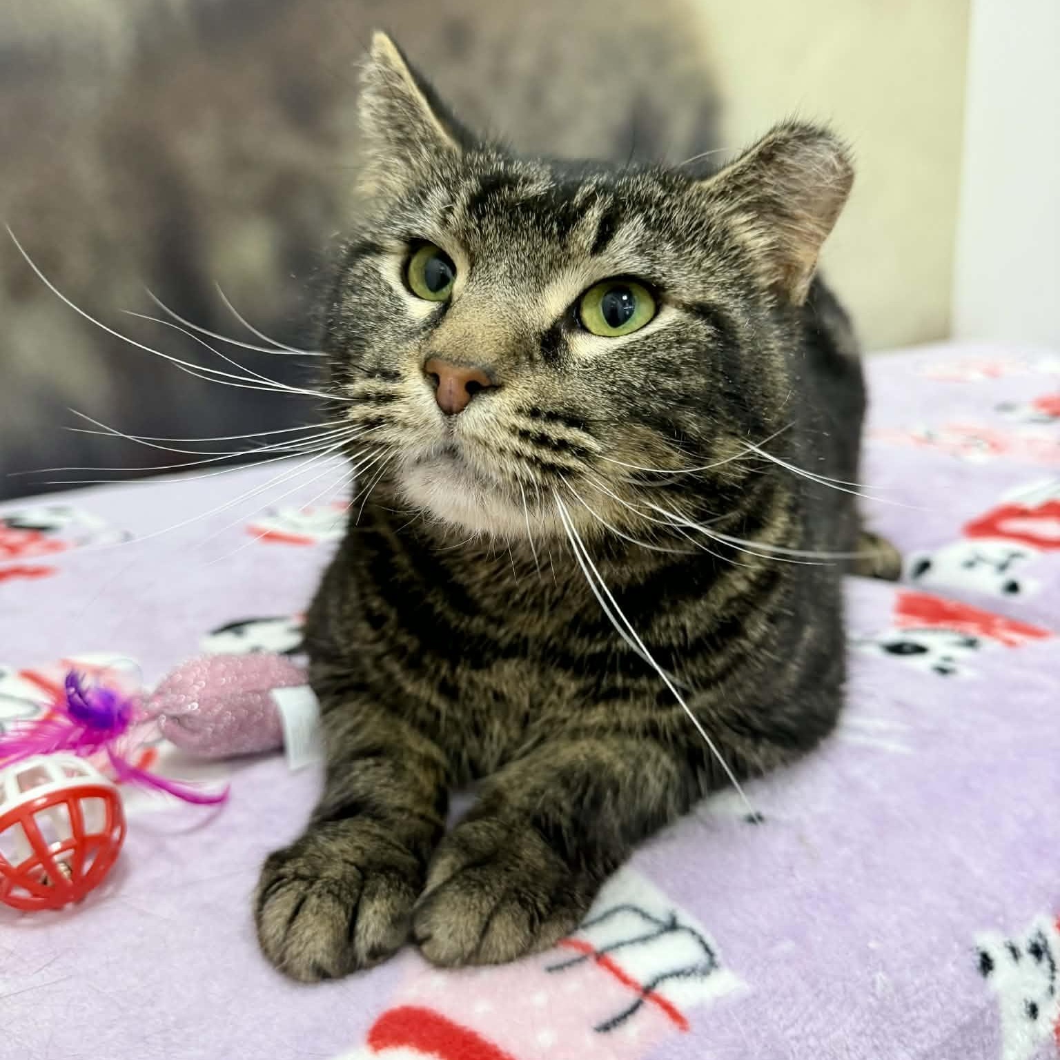 Enlarge Reece, a ADOPTABLE Domestic Medium Hair in Sedalia, MO image 5/6