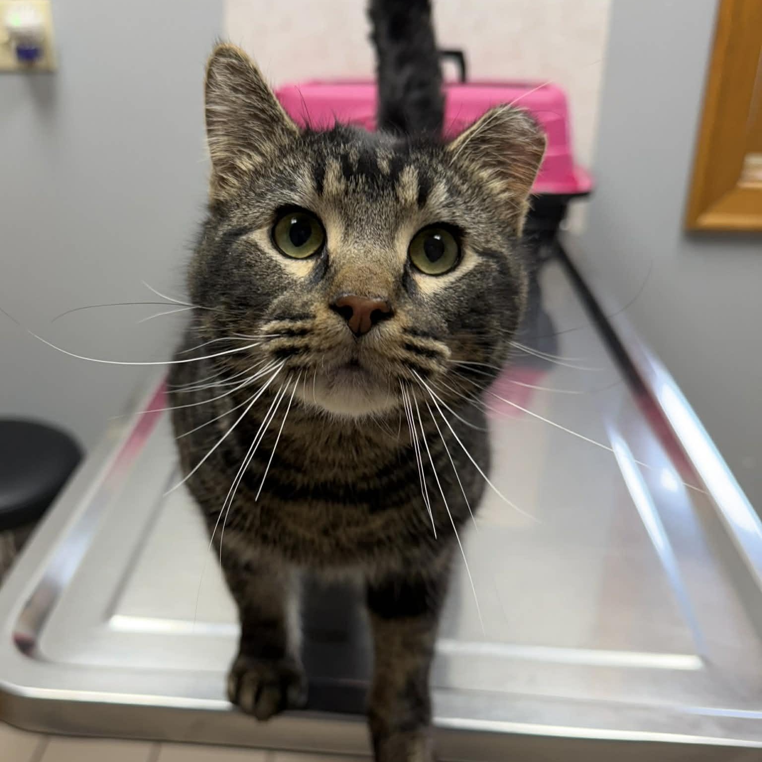 Enlarge Reece, a ADOPTABLE Domestic Medium Hair in Sedalia, MO image 1/6