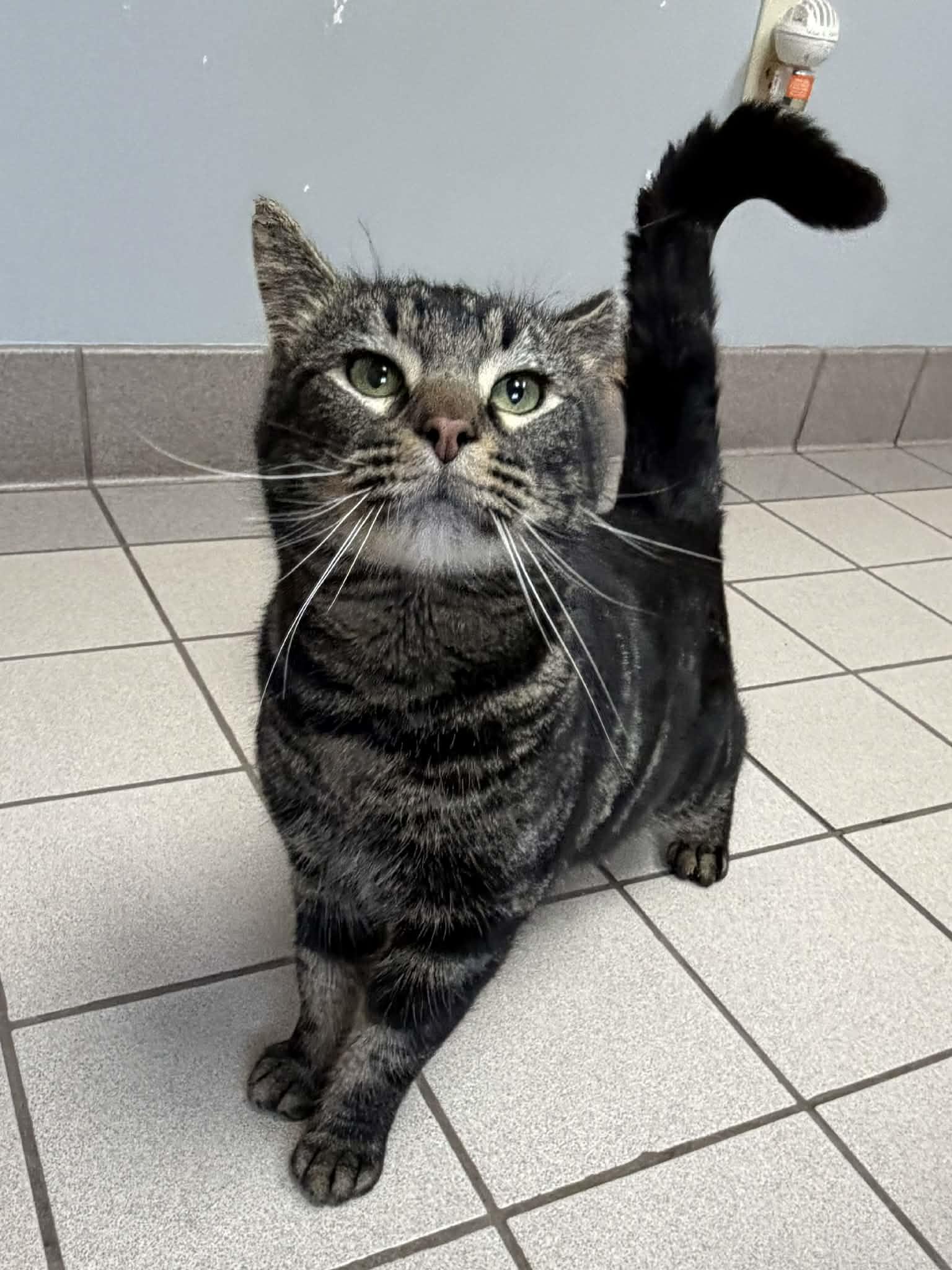 Enlarge Reece, a ADOPTABLE Domestic Medium Hair in Sedalia, MO image 3/6