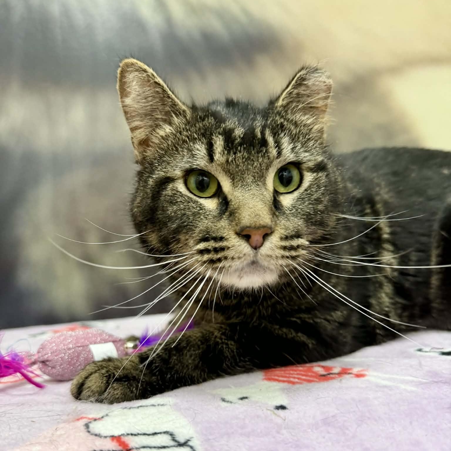 Enlarge Reece, a ADOPTABLE Domestic Medium Hair in Sedalia, MO image 6/6