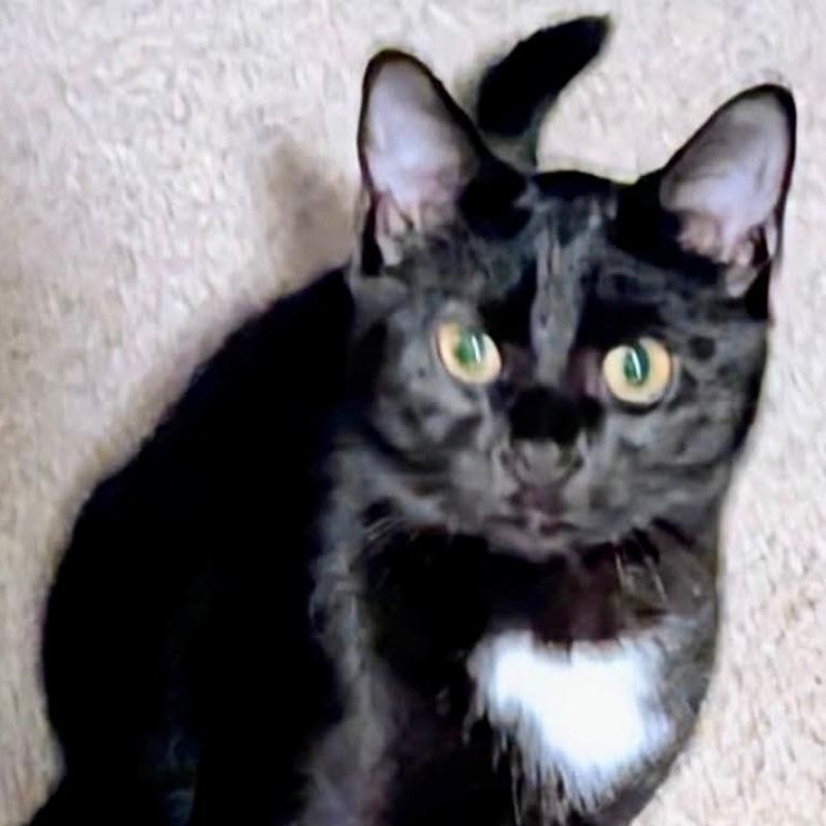 Enlarge Sully, a ADOPTABLE Domestic Short Hair in Gastonia, NC image 1/1