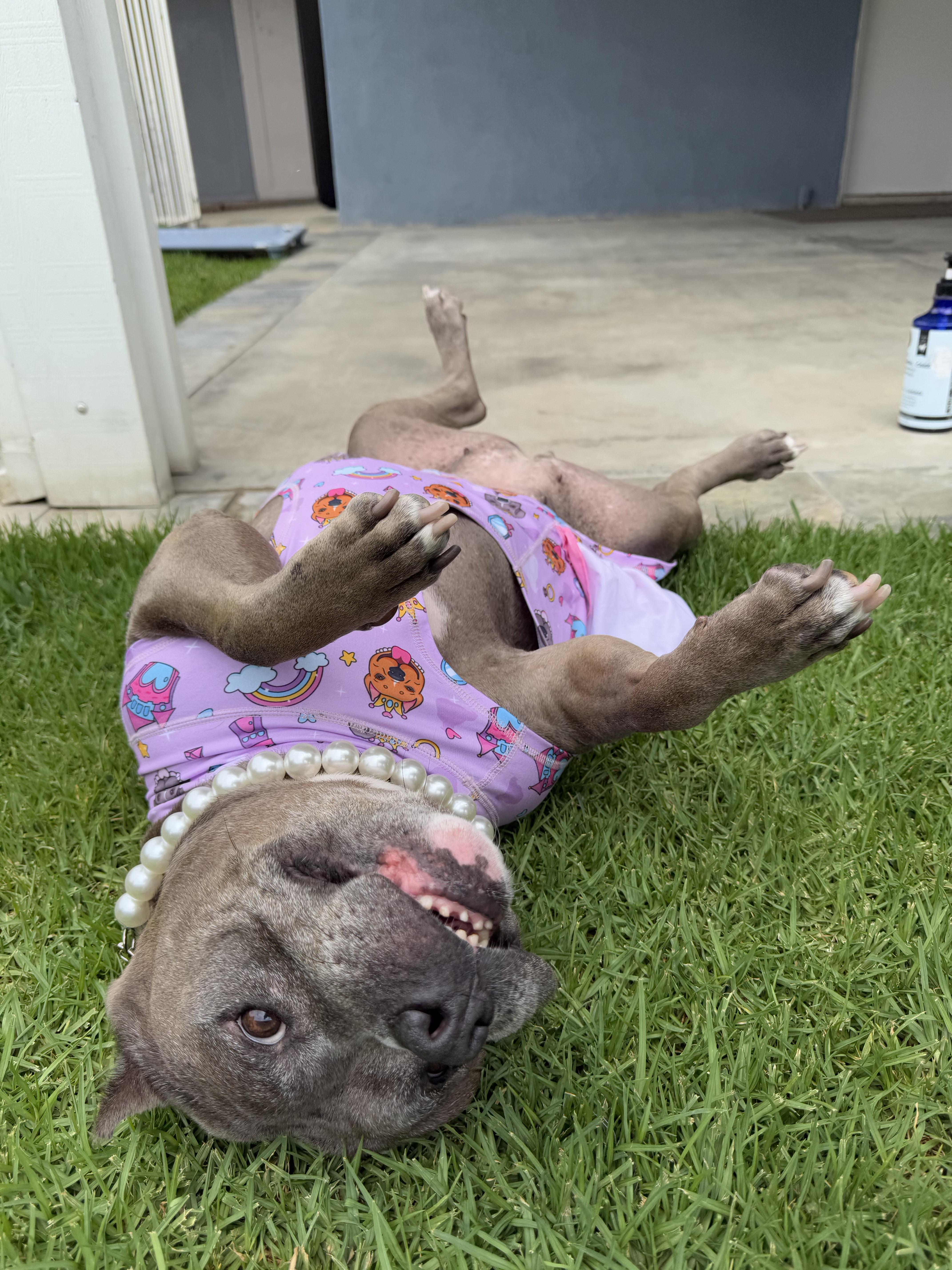 Izzy, a Adoptable American Bully in La Habra, CA image 5/6